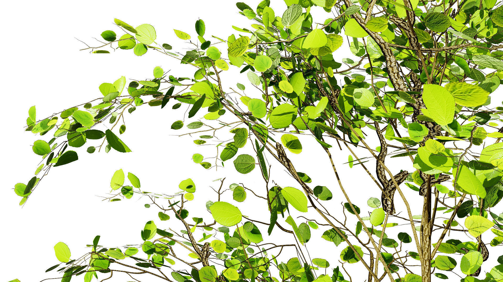 Lowpoly Katsura Tree Low-poly 3D model_7