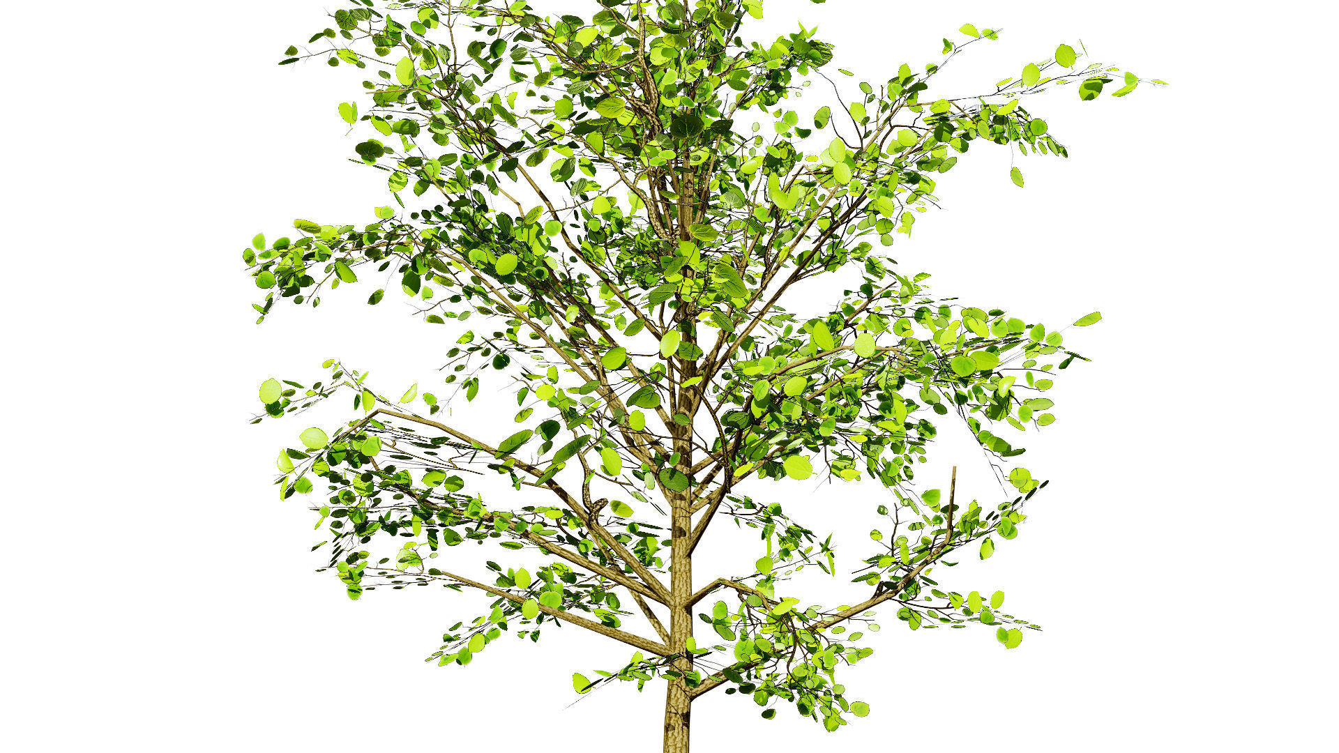 Lowpoly Katsura Tree Low-poly 3D model_5