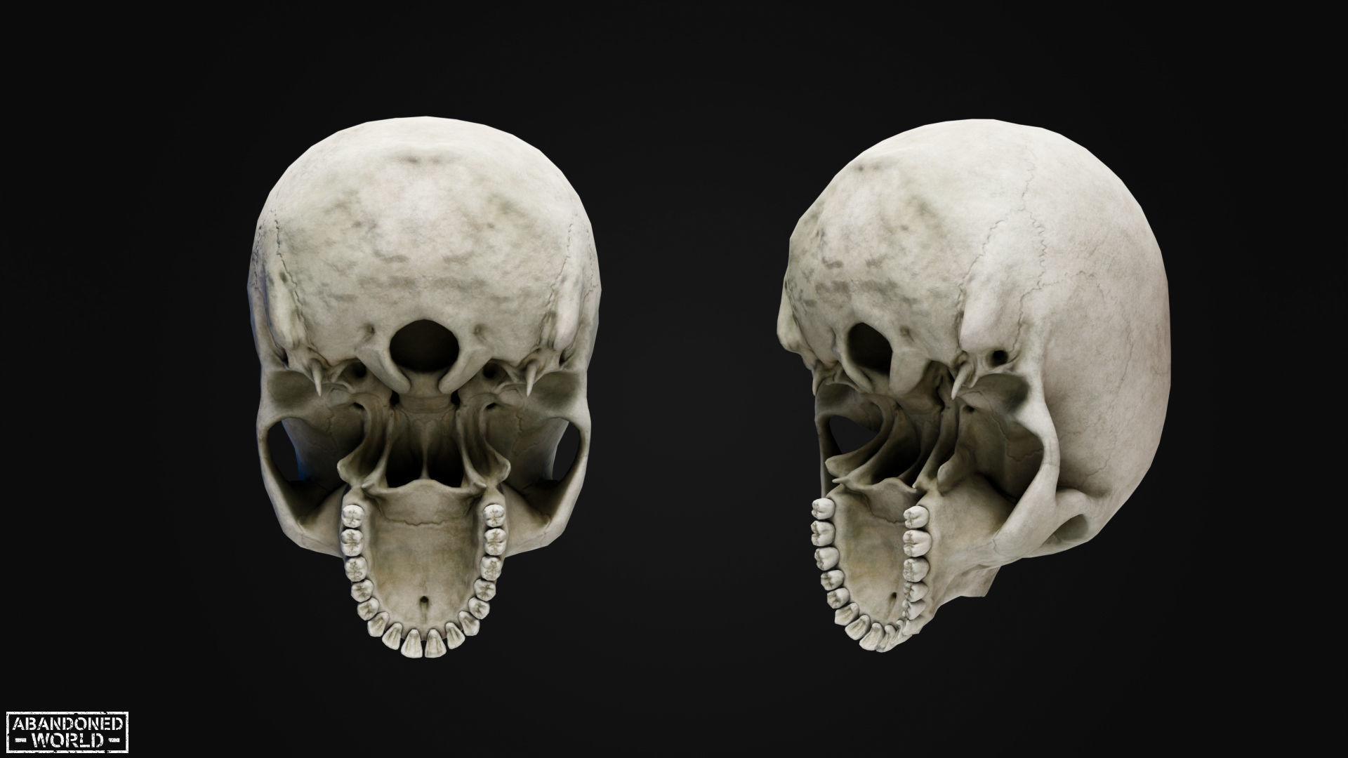 Human Skull Low-poly 3D model_8