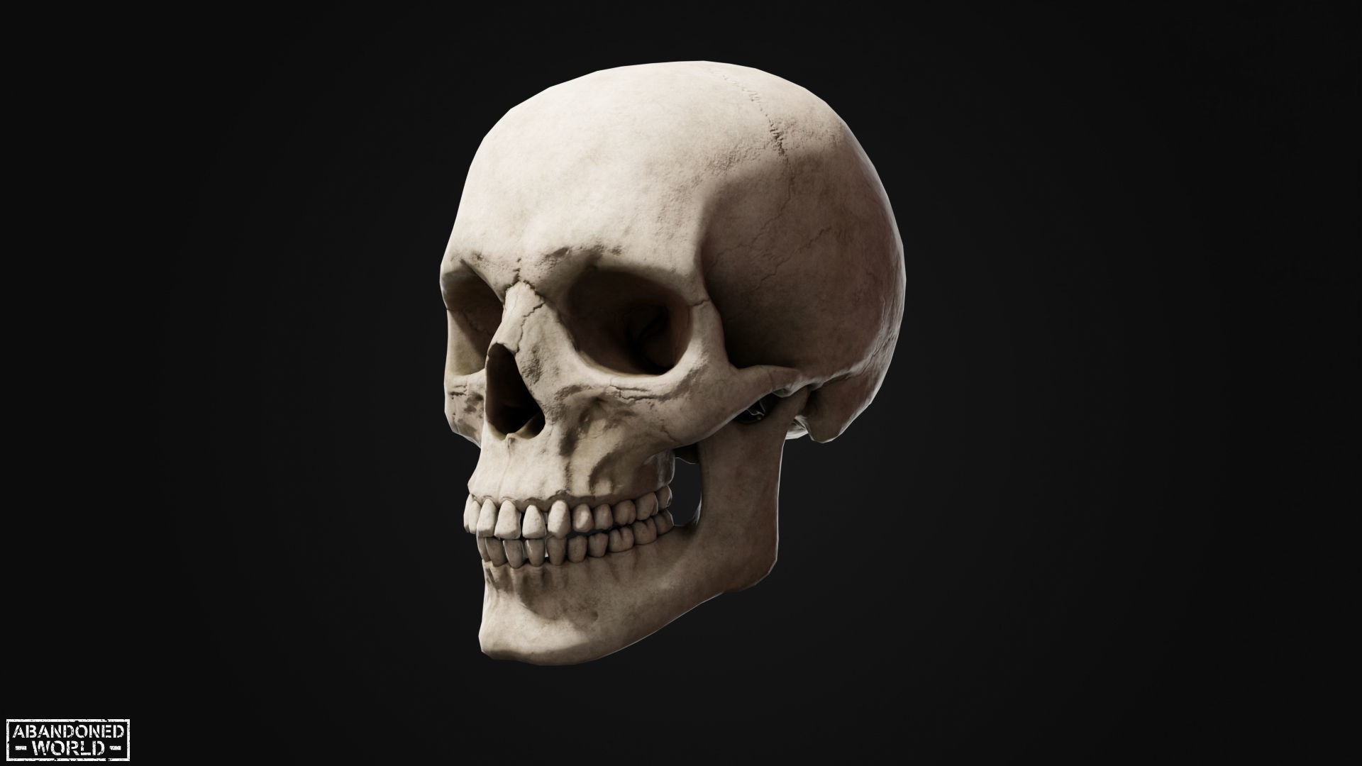 Human Skull Low-poly 3D model_6