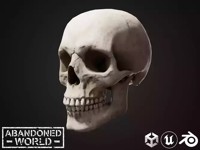 Human Skull Low-poly 3D model