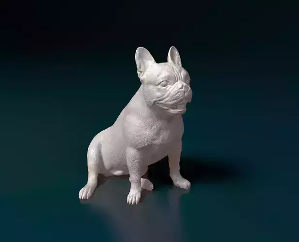 French Bulldog 015