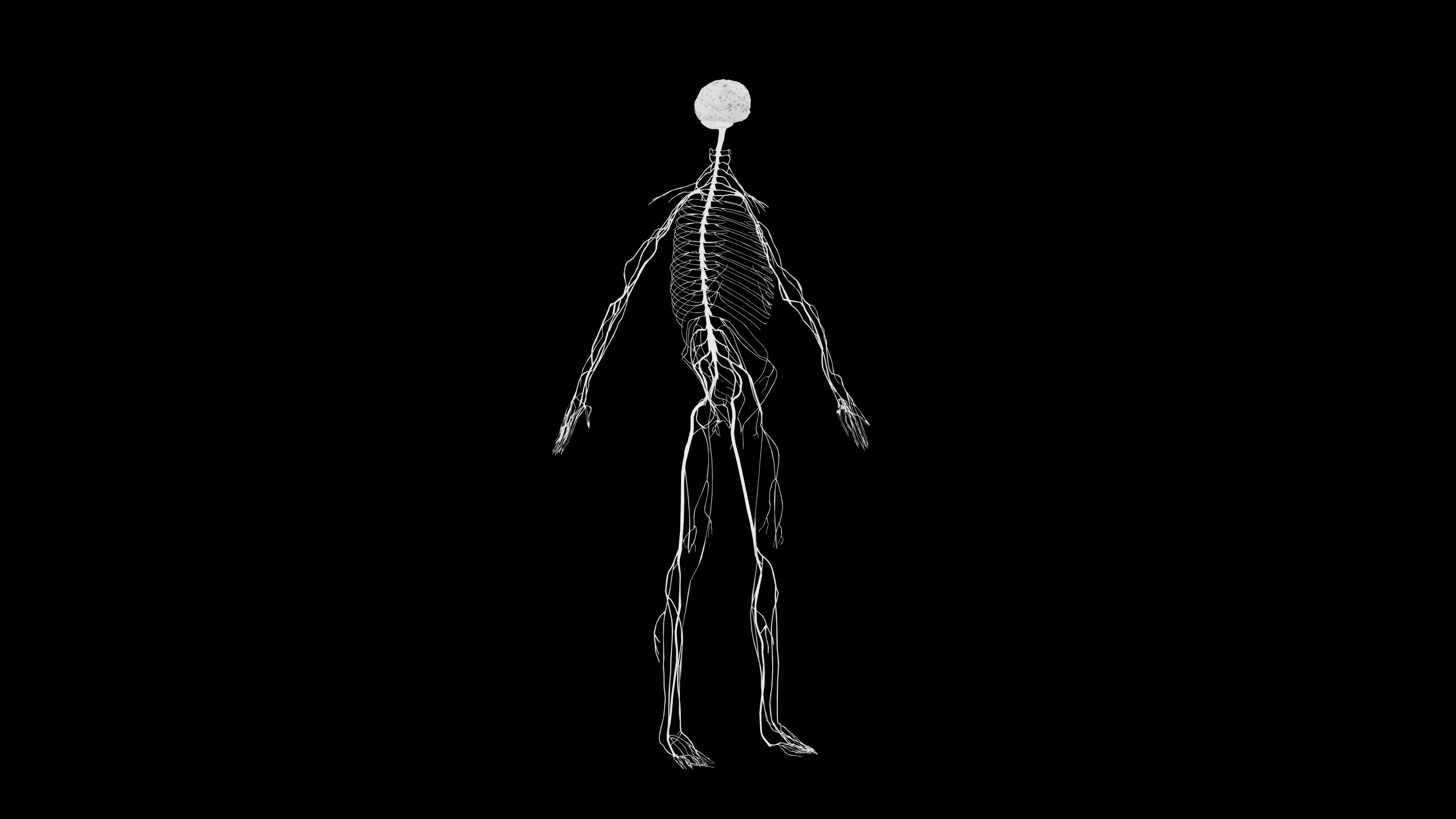 Nervous system 3D Model - Realistic Anatomy 3ds Max 3D model_9