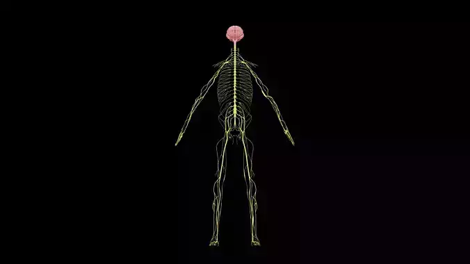 Nervous system 3D Model - Realistic Anatomy 3ds Max 3D model