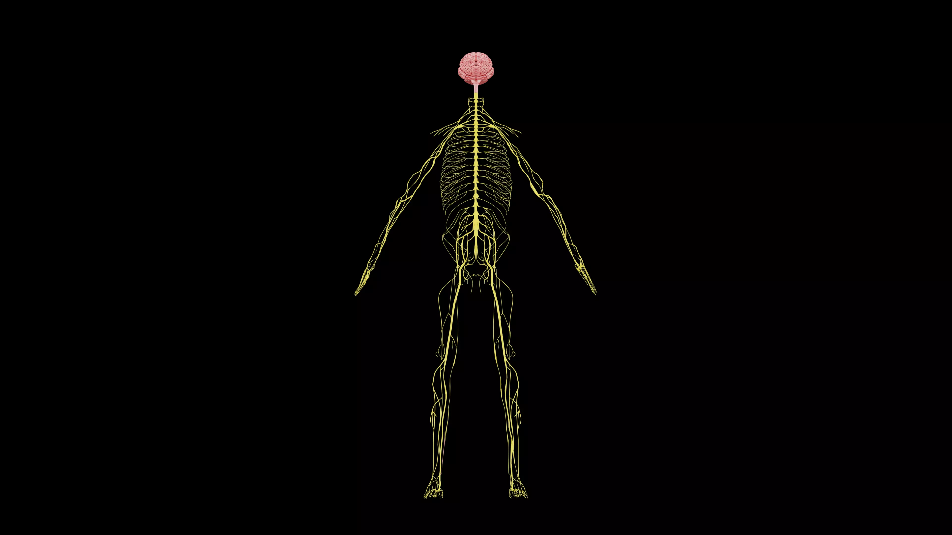 Nervous system 3D Model - Realistic Anatomy 3ds Max 3D model_0