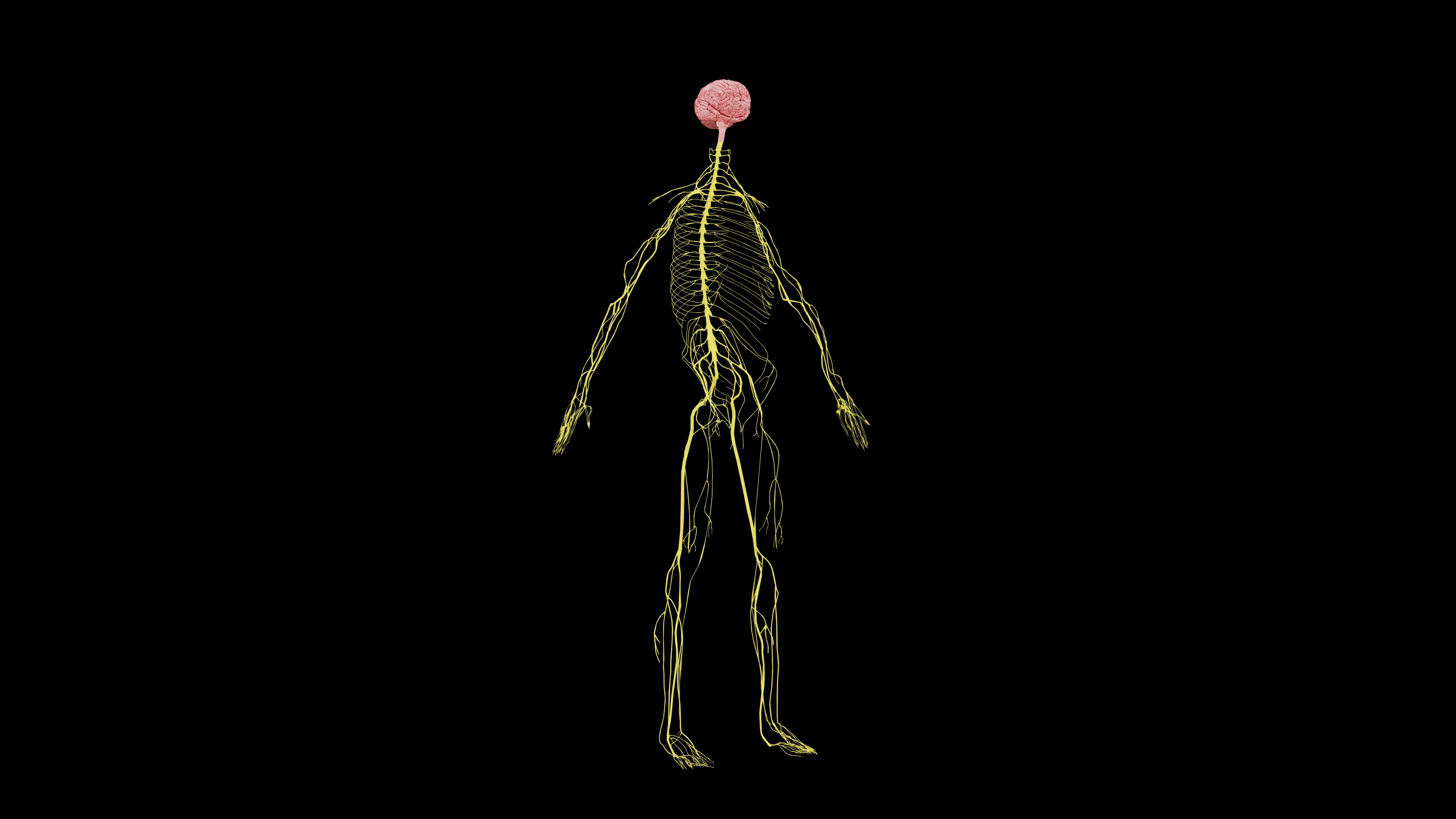 Nervous system 3D Model - Realistic Anatomy 3ds Max 3D model_4