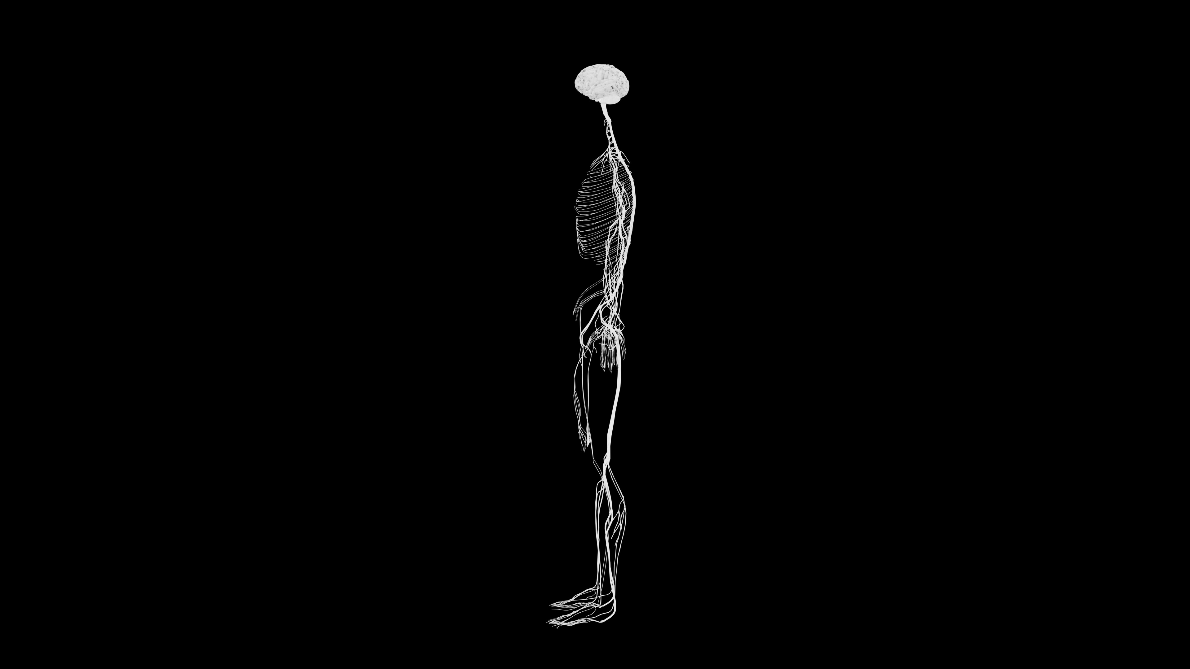 Nervous system 3D Model - Realistic Anatomy 3ds Max 3D model_10