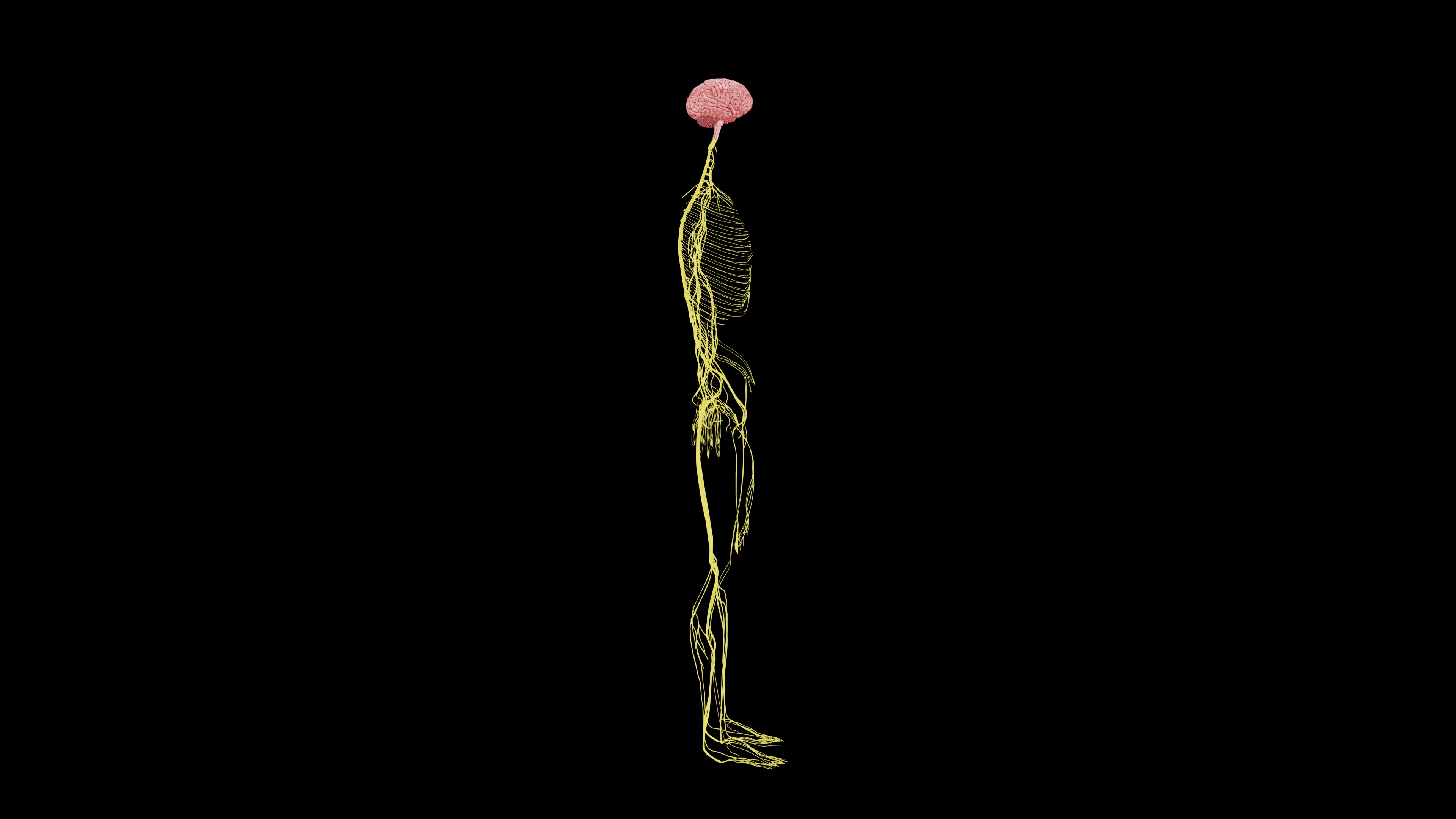 Nervous system 3D Model - Realistic Anatomy 3ds Max 3D model_2
