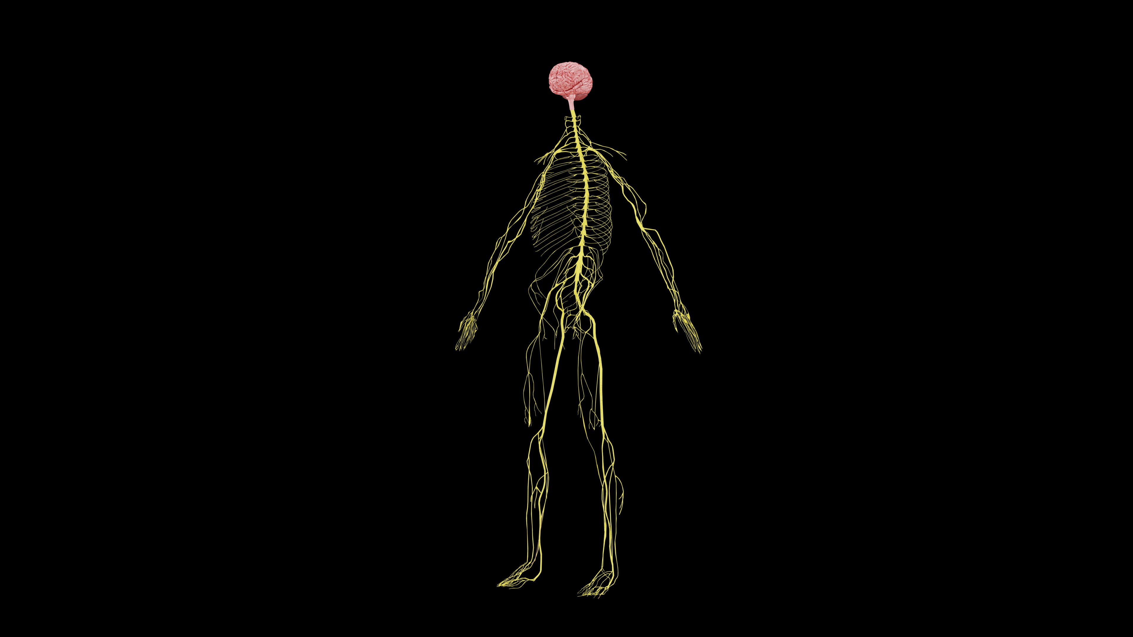 Nervous system 3D Model - Realistic Anatomy 3ds Max 3D model_5