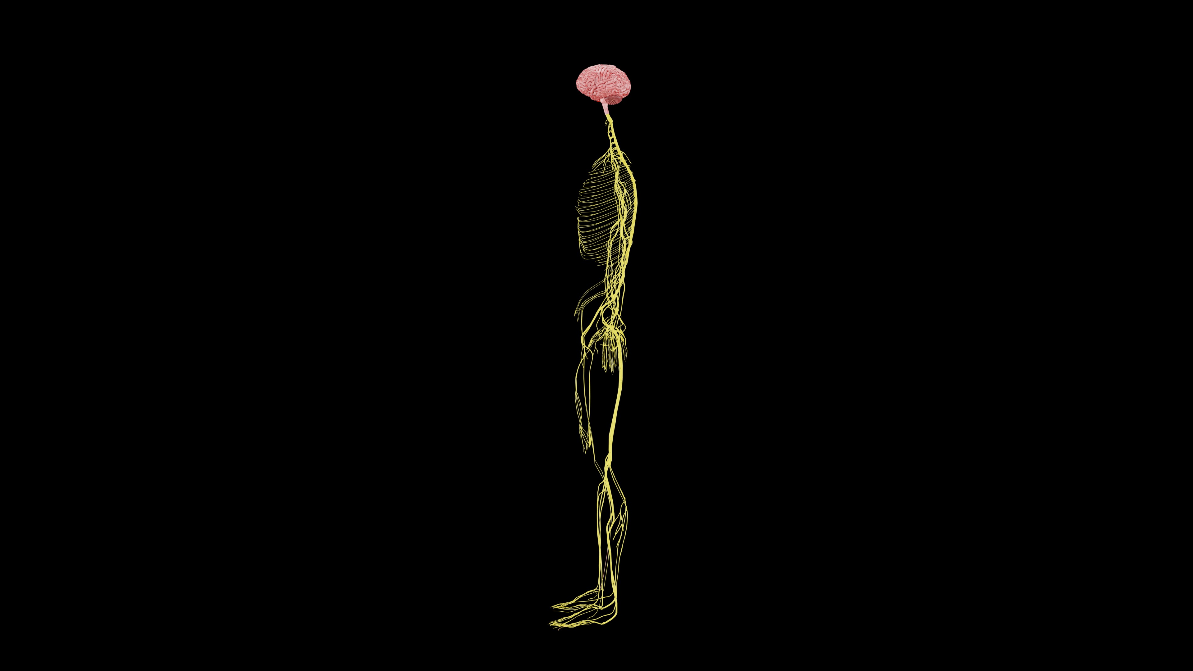 Nervous system 3D Model - Realistic Anatomy 3ds Max 3D model_3