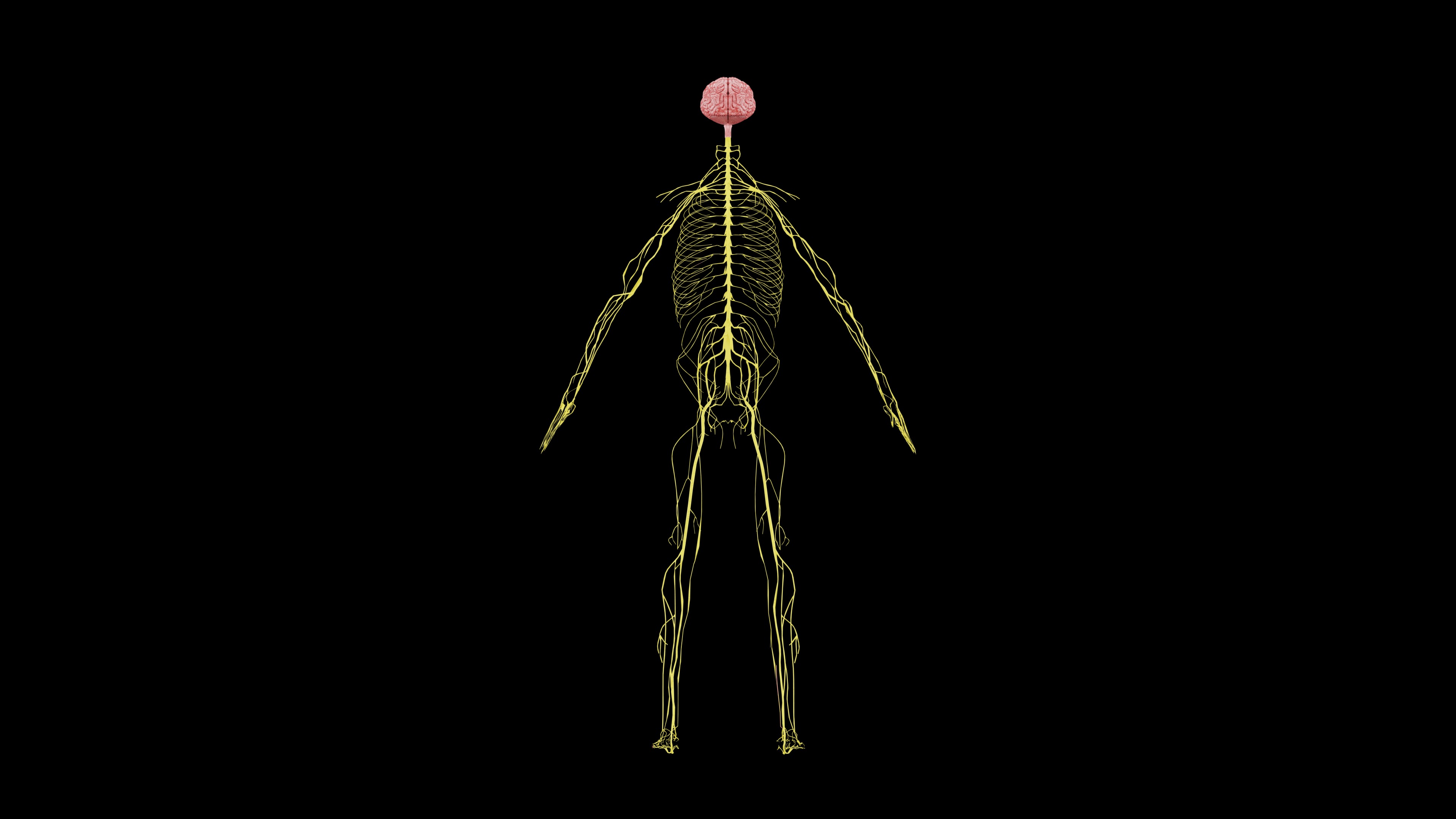 Nervous system 3D Model - Realistic Anatomy 3ds Max 3D model_1
