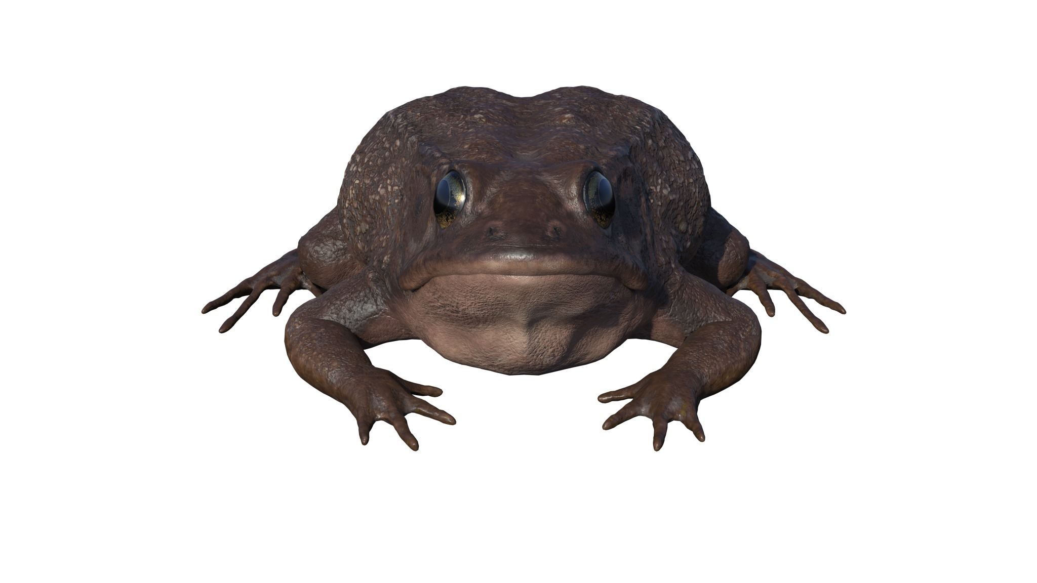 PHOTOREALISTIC GREEN FROG 3D model_19