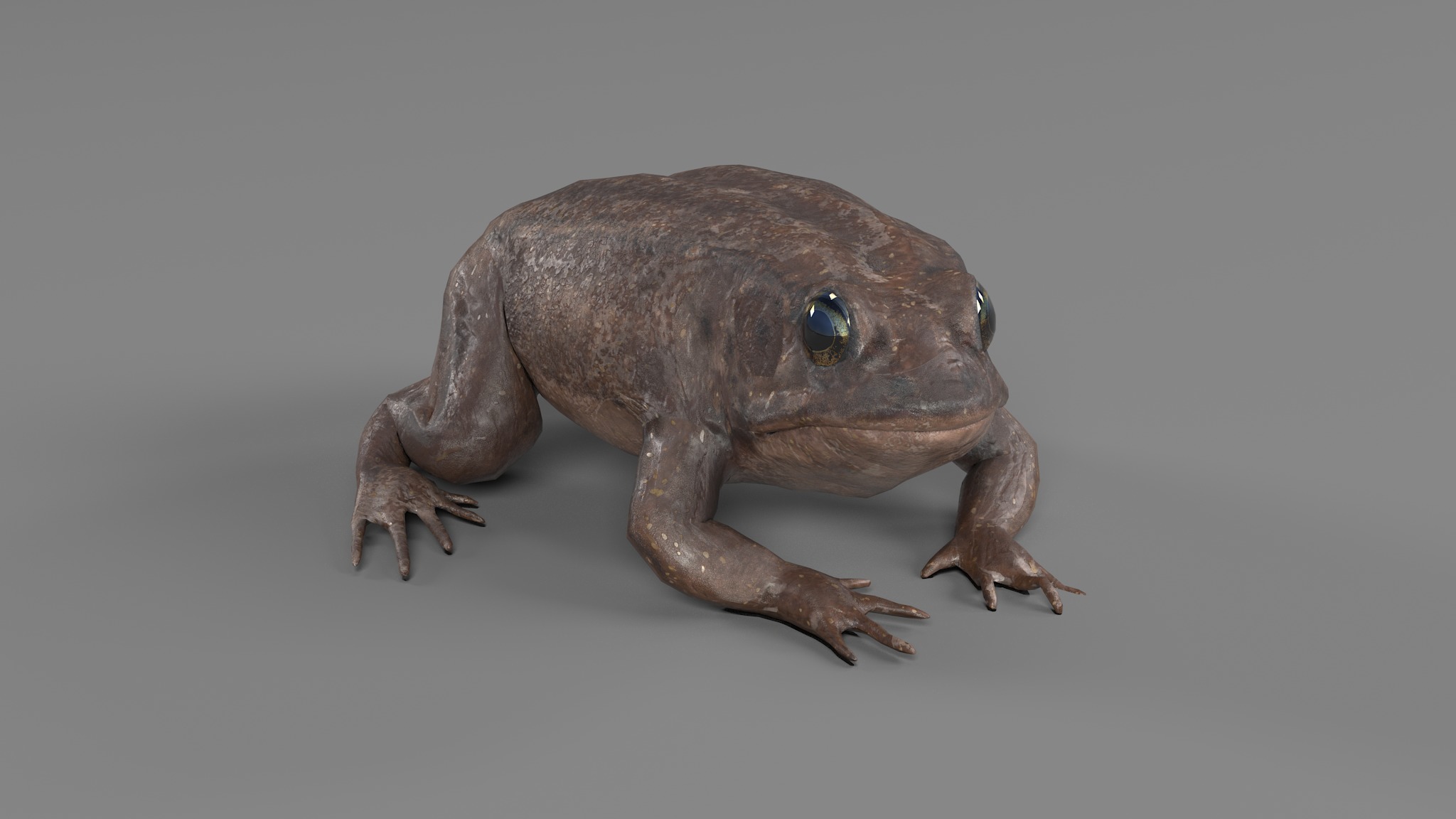 PHOTOREALISTIC GREEN FROG 3D model_33