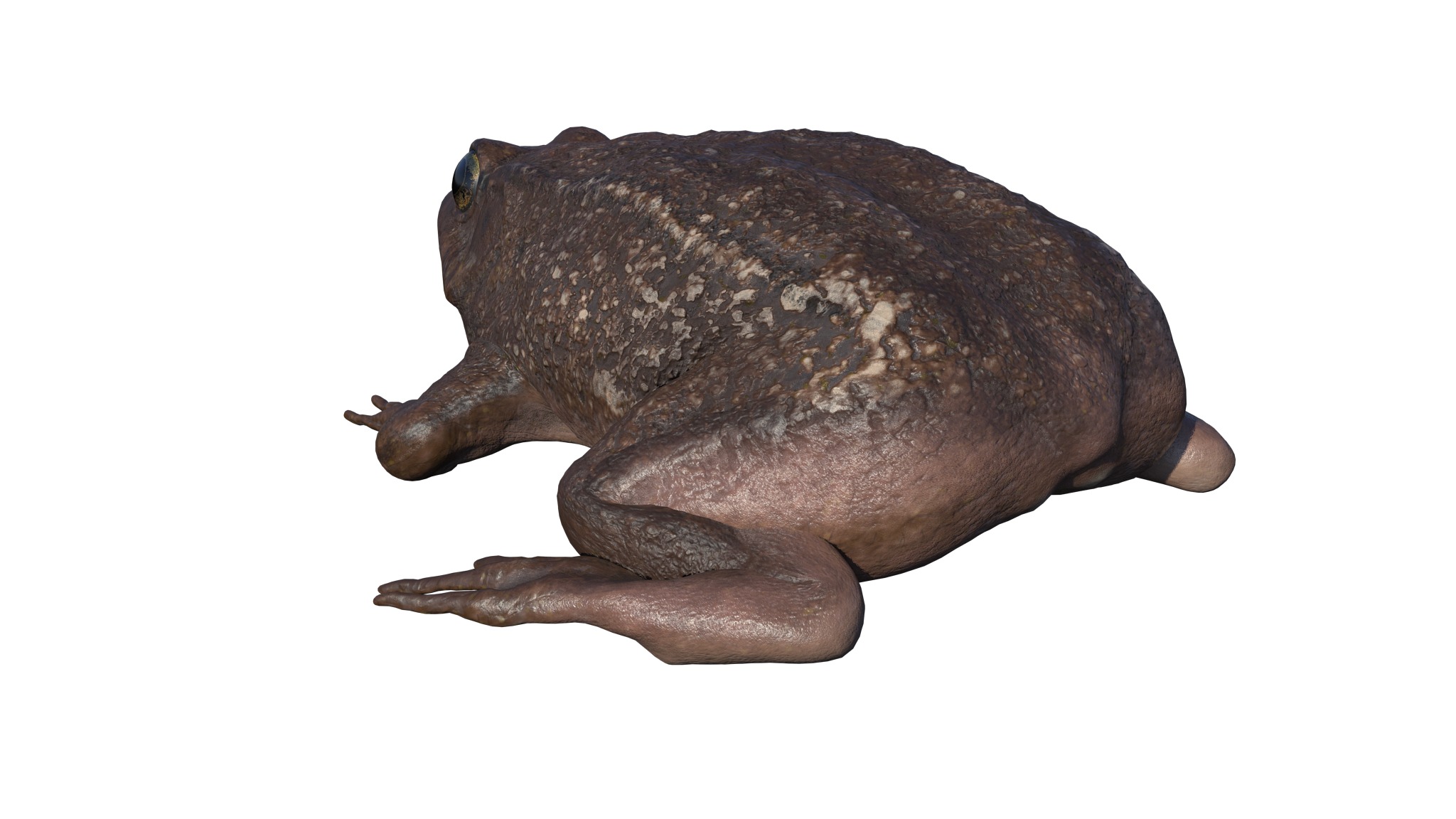 PHOTOREALISTIC GREEN FROG 3D model_24