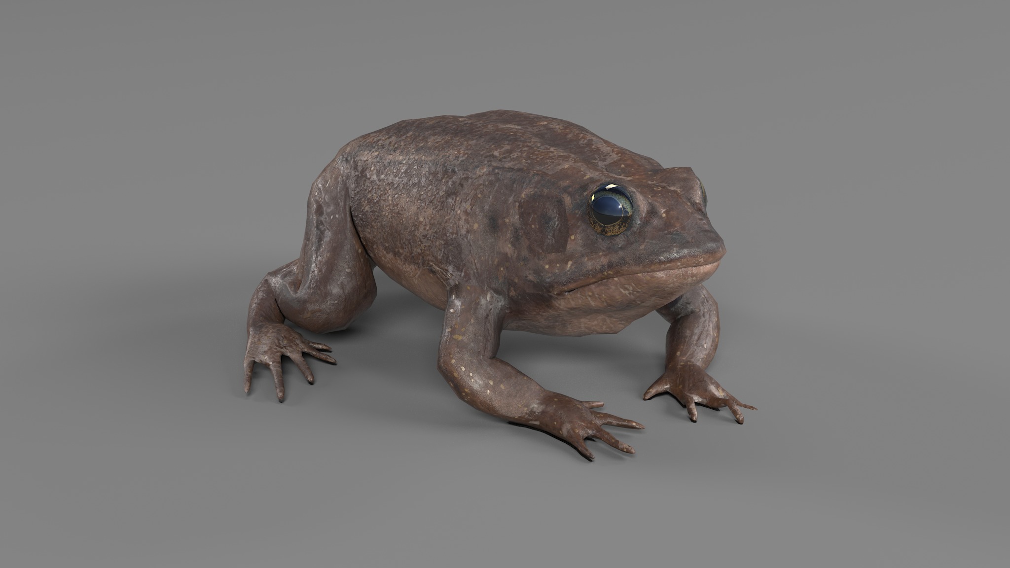 PHOTOREALISTIC GREEN FROG 3D model_69