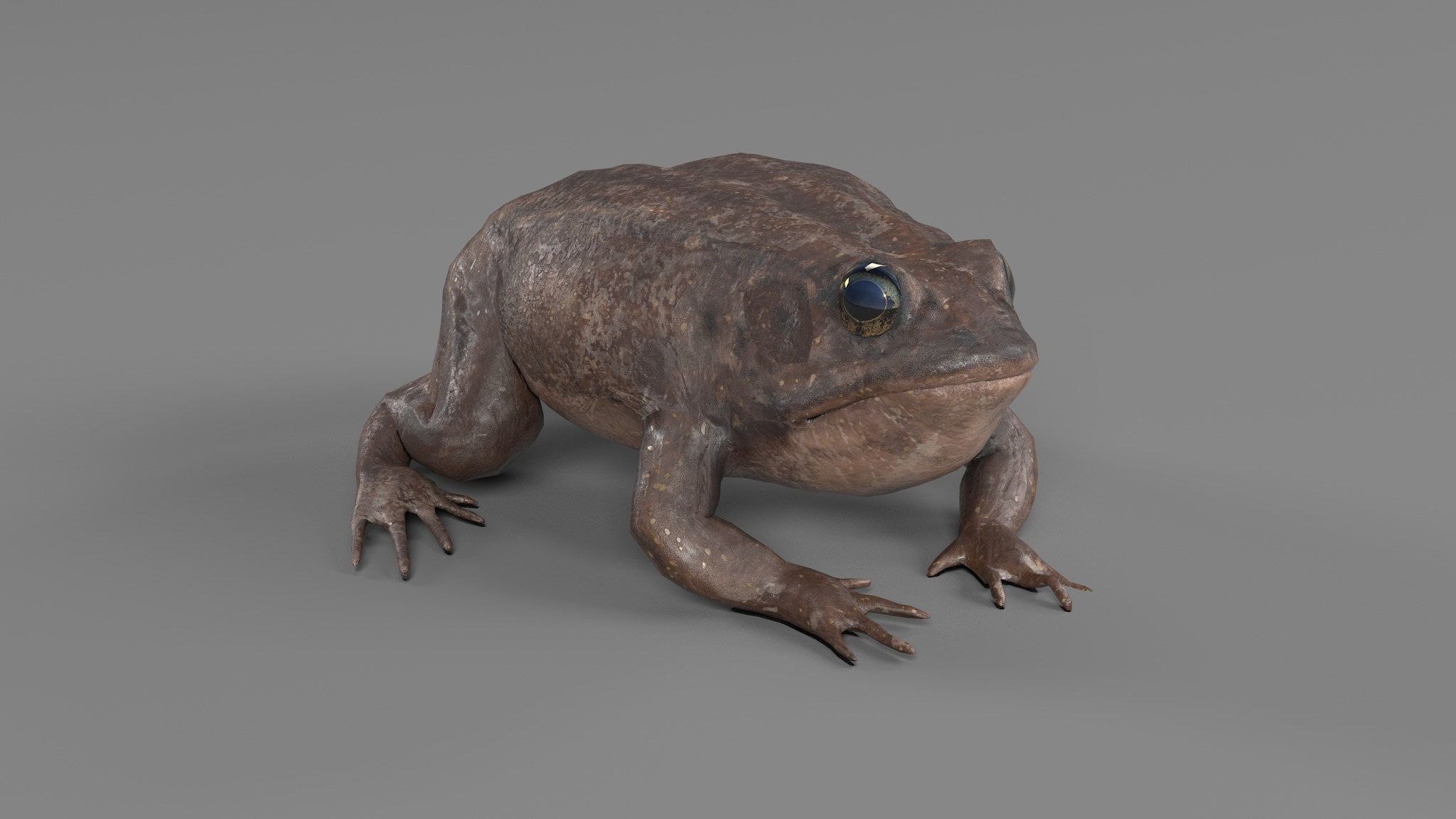 PHOTOREALISTIC GREEN FROG 3D model_74