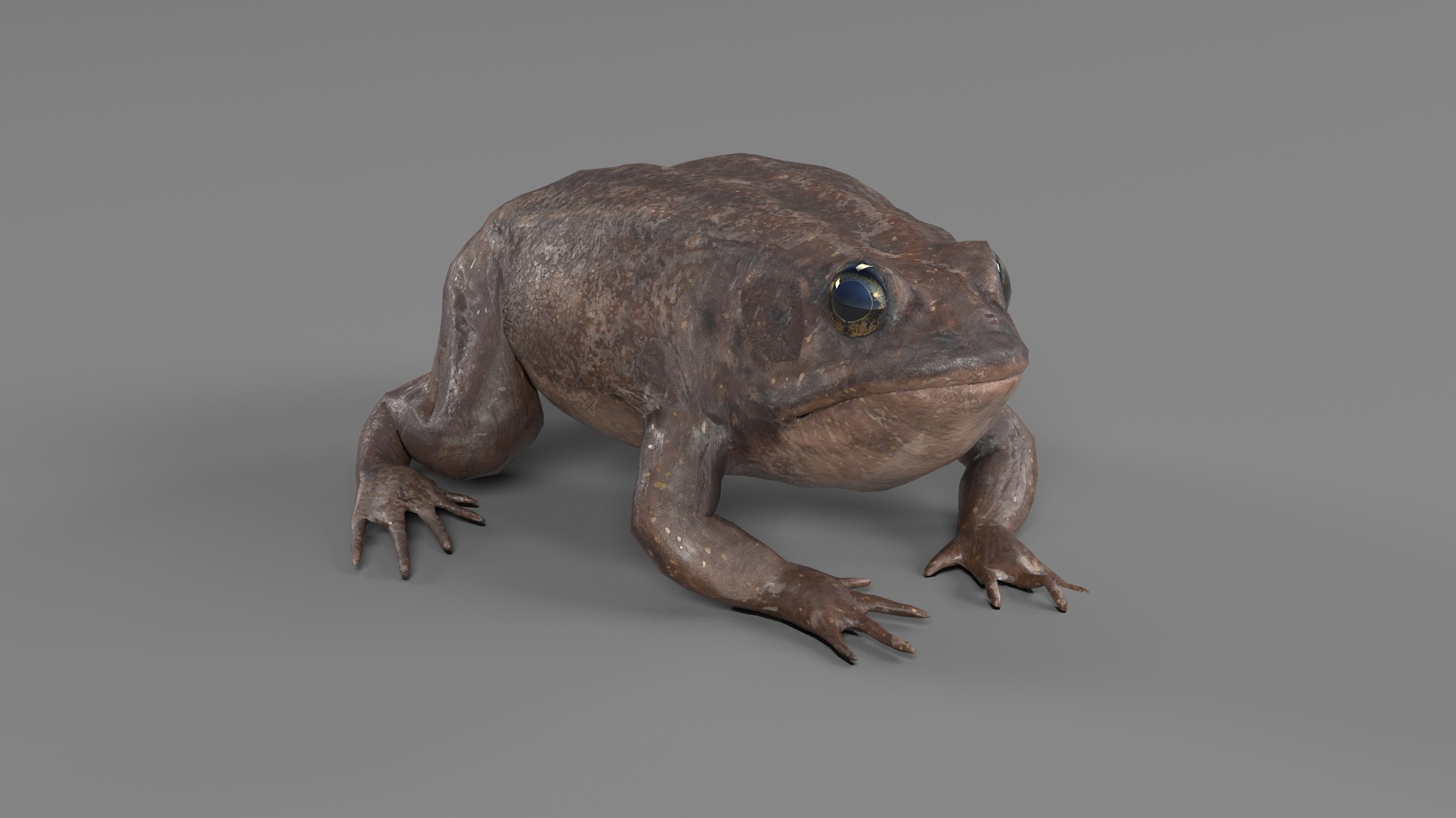 PHOTOREALISTIC GREEN FROG 3D model_64