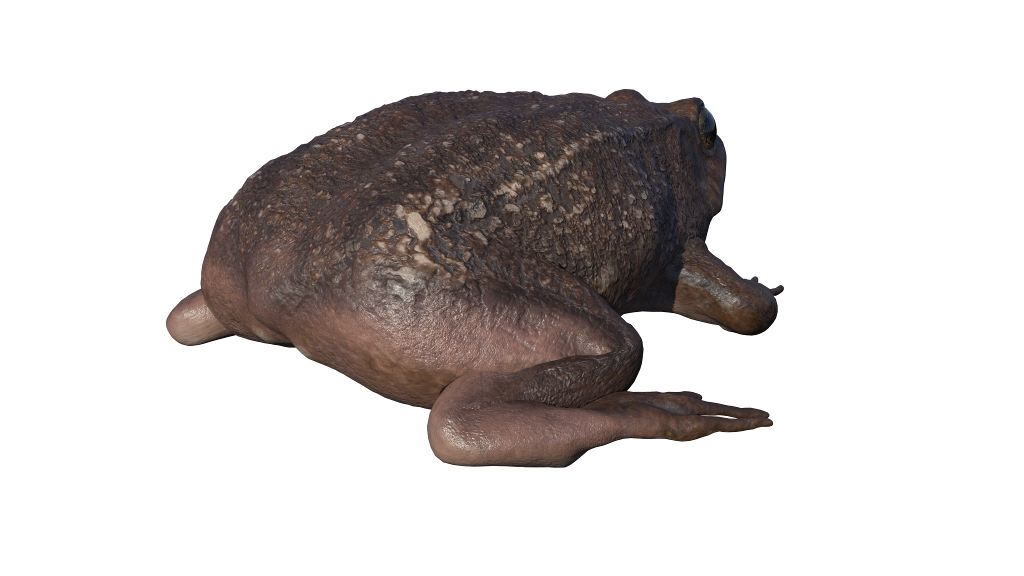 PHOTOREALISTIC GREEN FROG 3D model_21