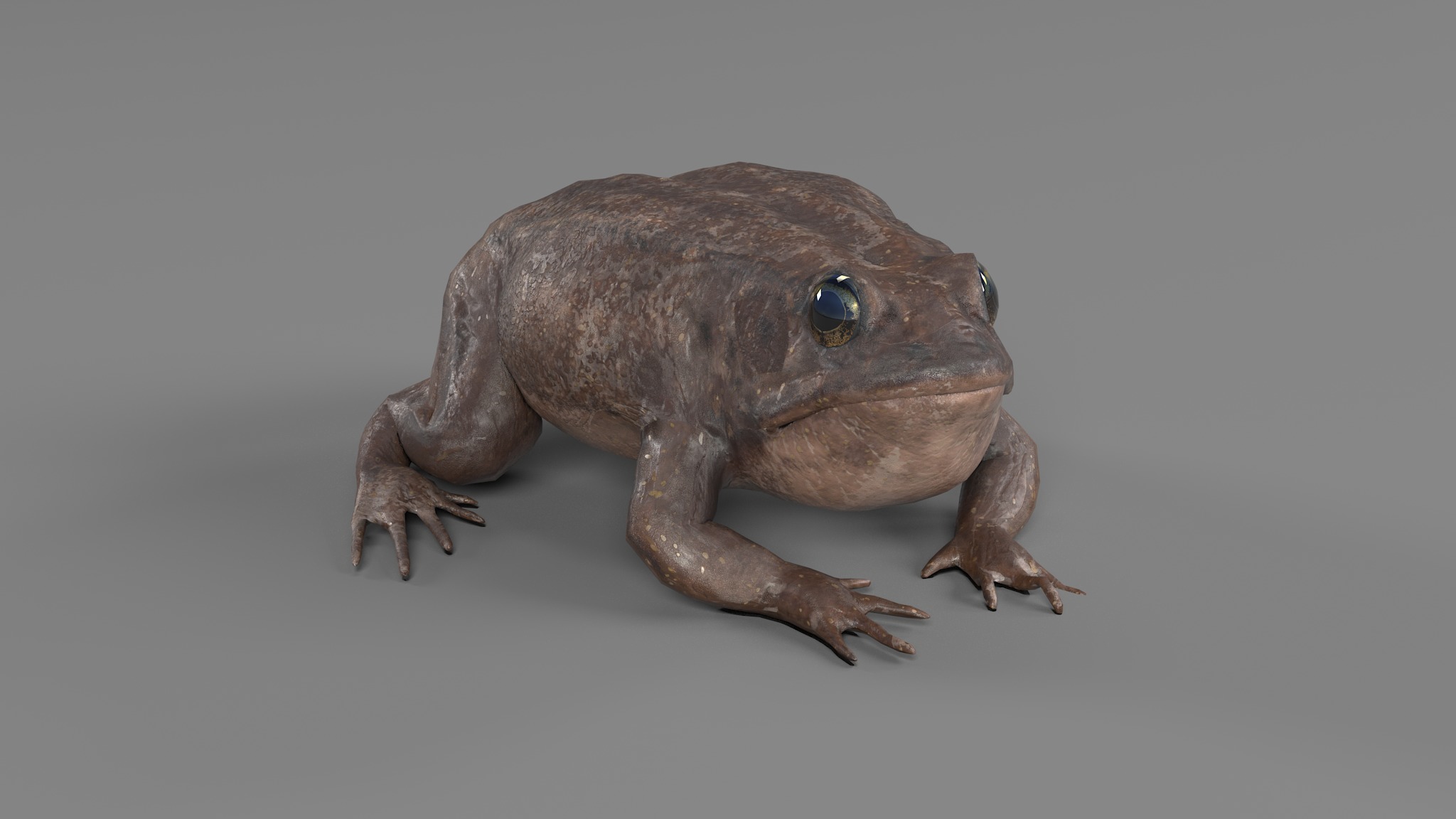 PHOTOREALISTIC GREEN FROG 3D model_45