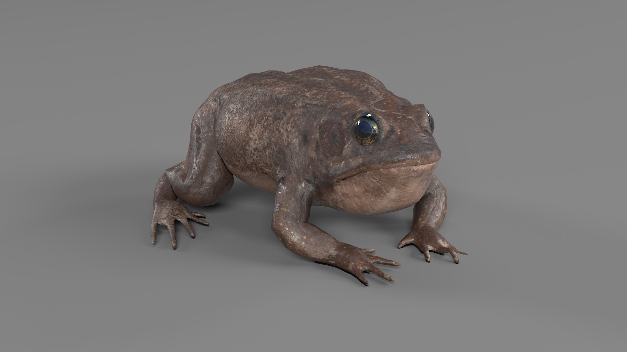 PHOTOREALISTIC GREEN FROG 3D model_83