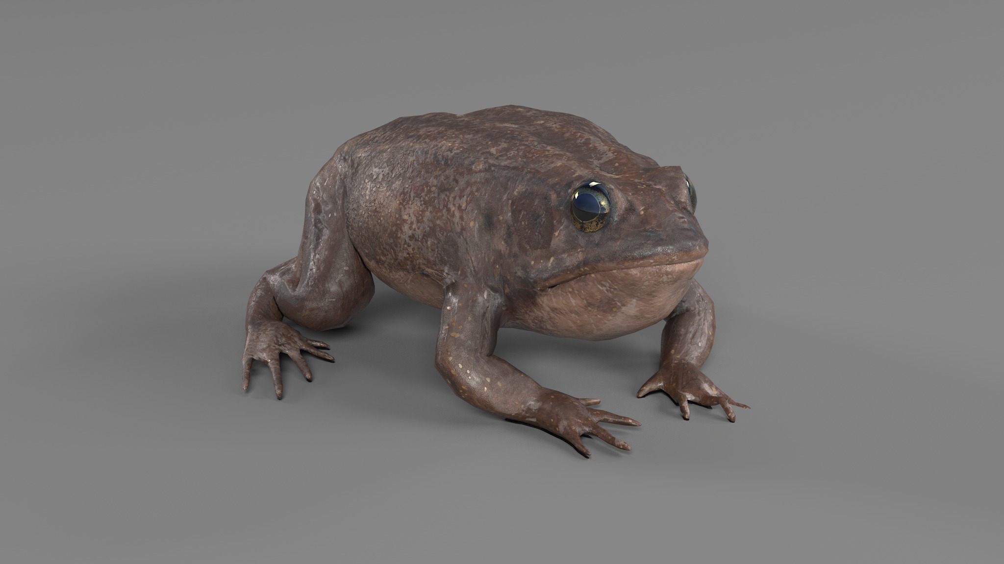 PHOTOREALISTIC GREEN FROG 3D model_30