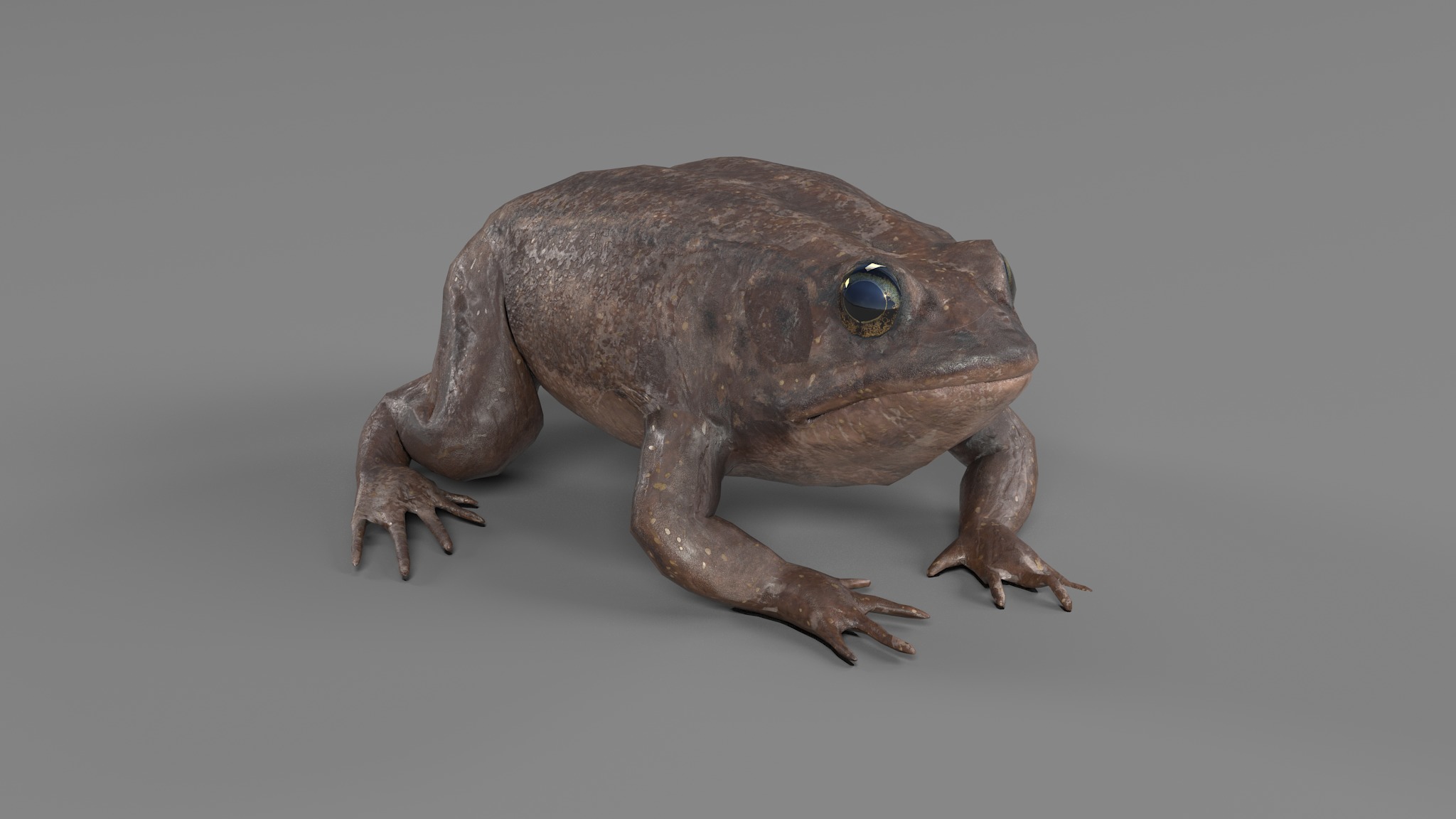 PHOTOREALISTIC GREEN FROG 3D model_57
