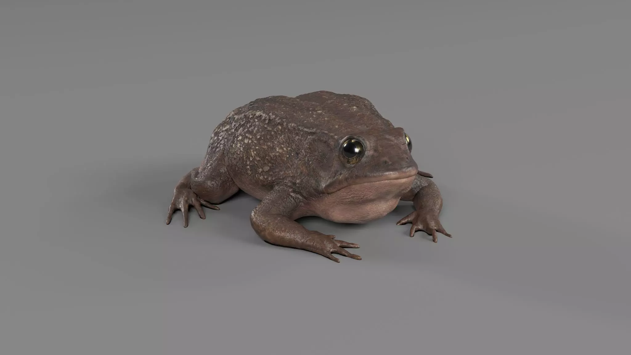 PHOTOREALISTIC GREEN FROG 3D model_0