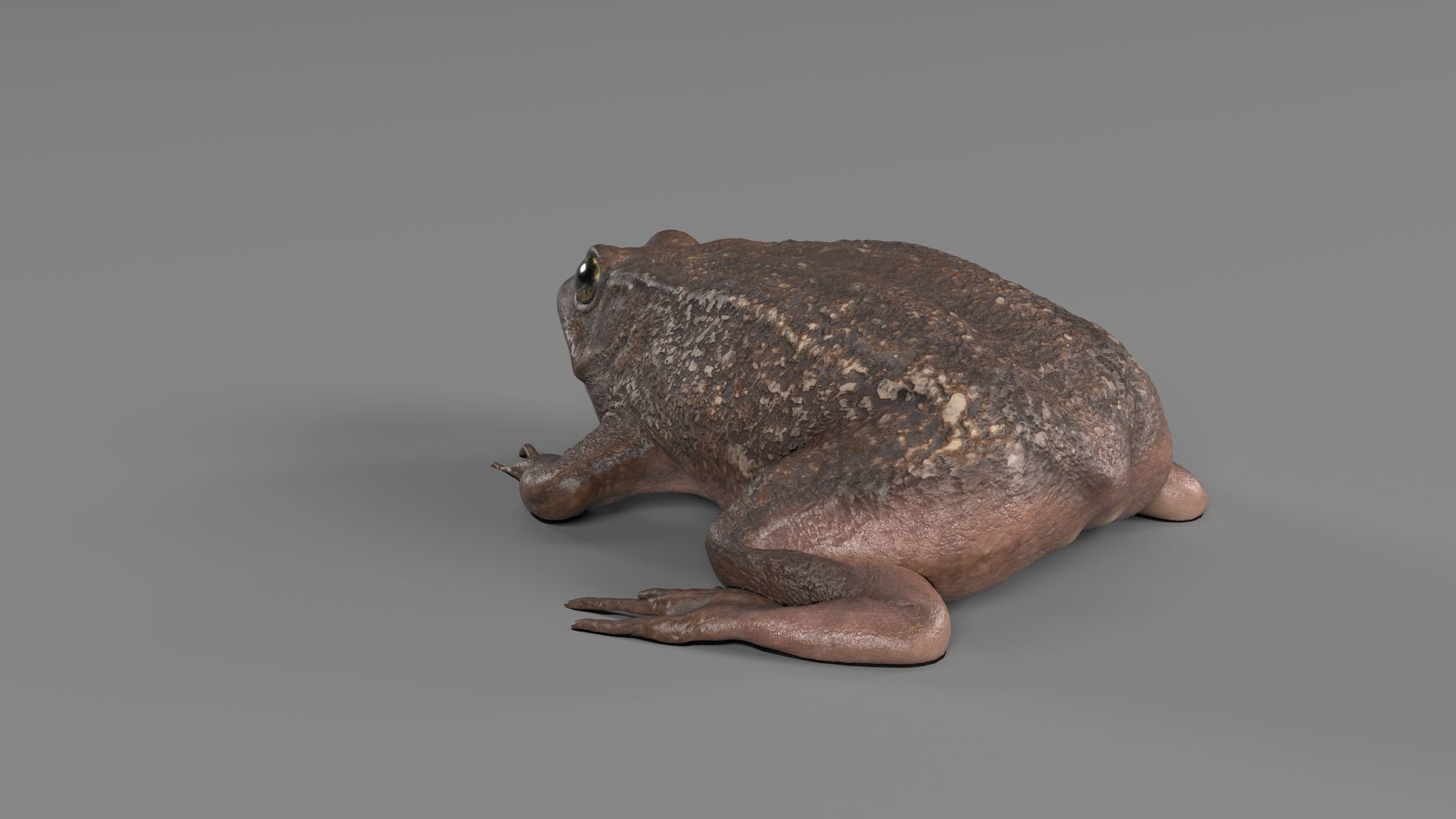 PHOTOREALISTIC GREEN FROG 3D model_14