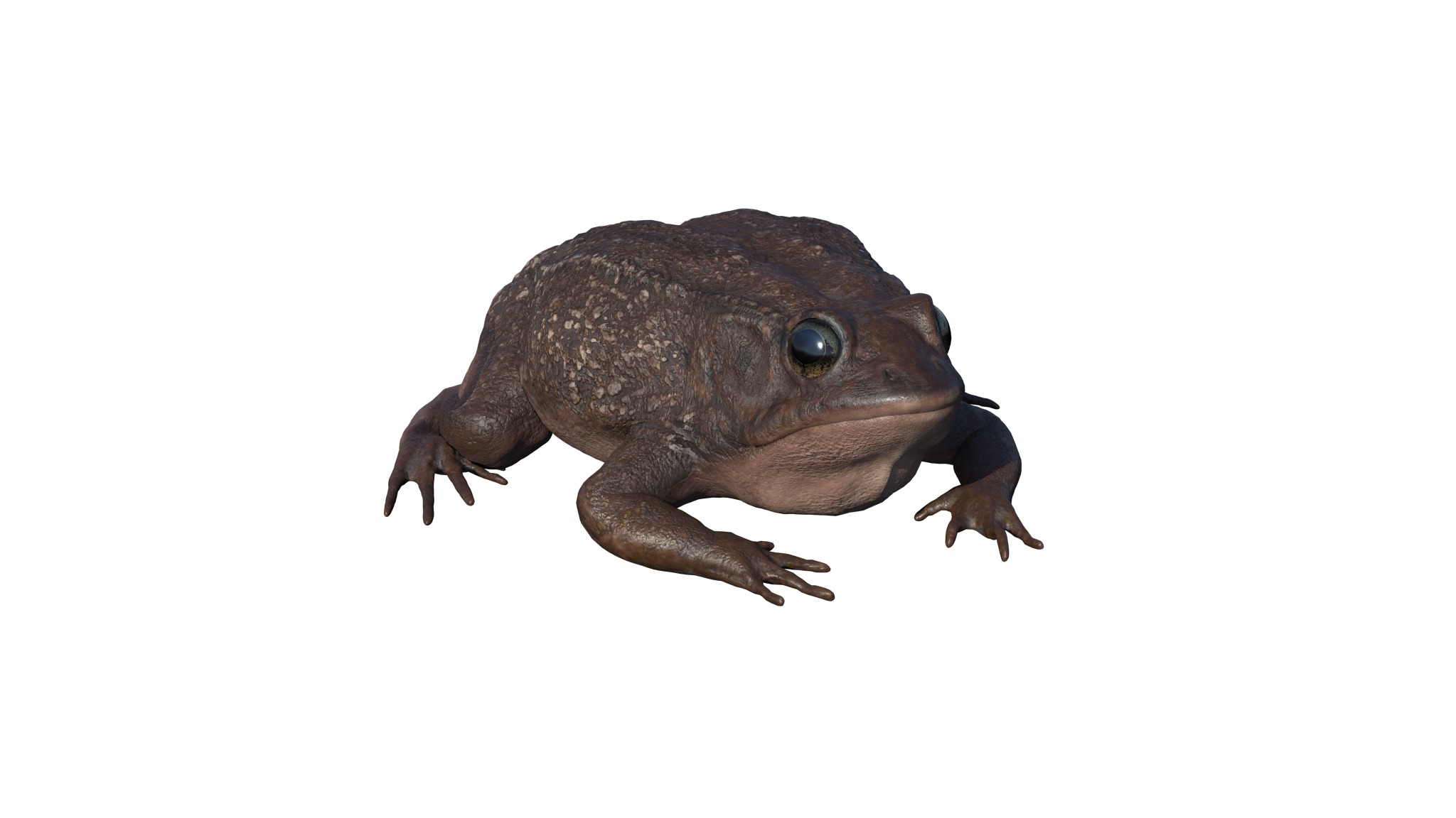 PHOTOREALISTIC GREEN FROG 3D model_1