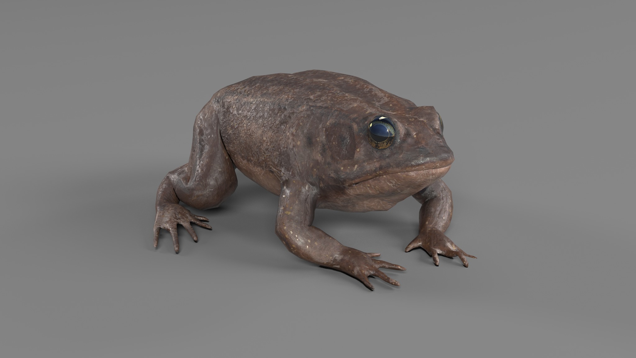 PHOTOREALISTIC GREEN FROG 3D model_72