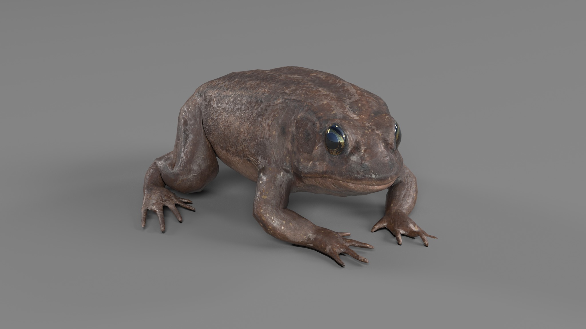 PHOTOREALISTIC GREEN FROG 3D model_38