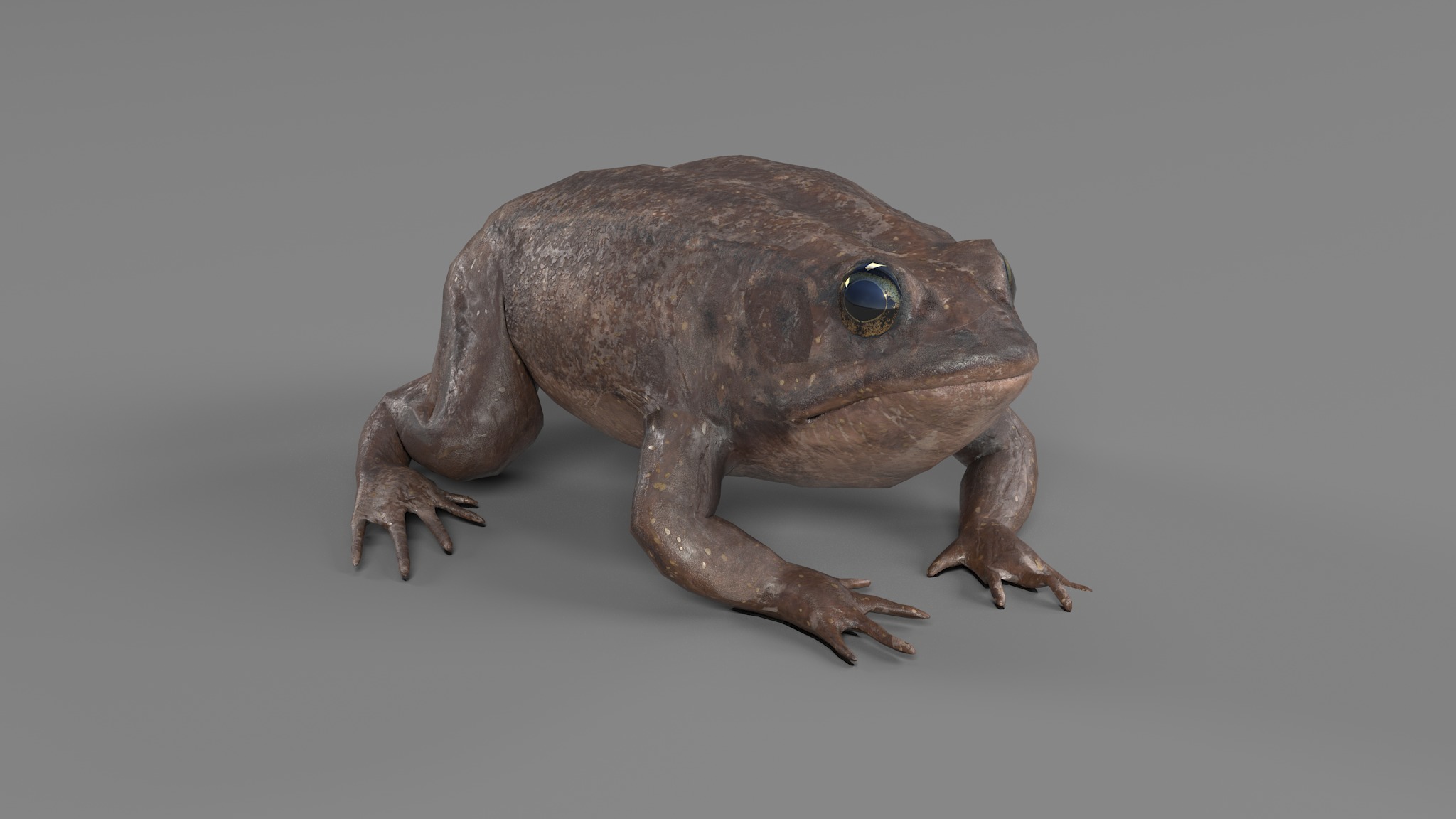 PHOTOREALISTIC GREEN FROG 3D model_50
