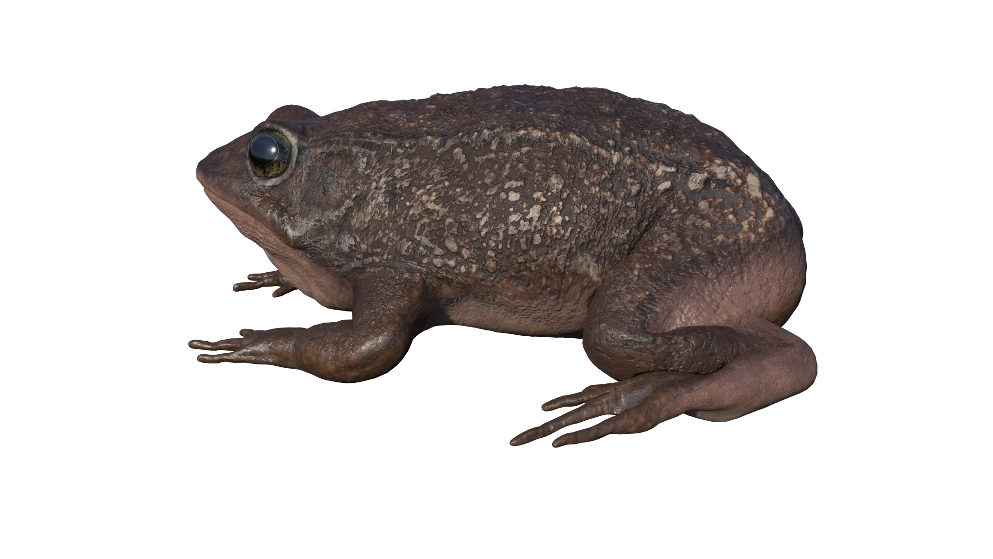 PHOTOREALISTIC GREEN FROG 3D model_12