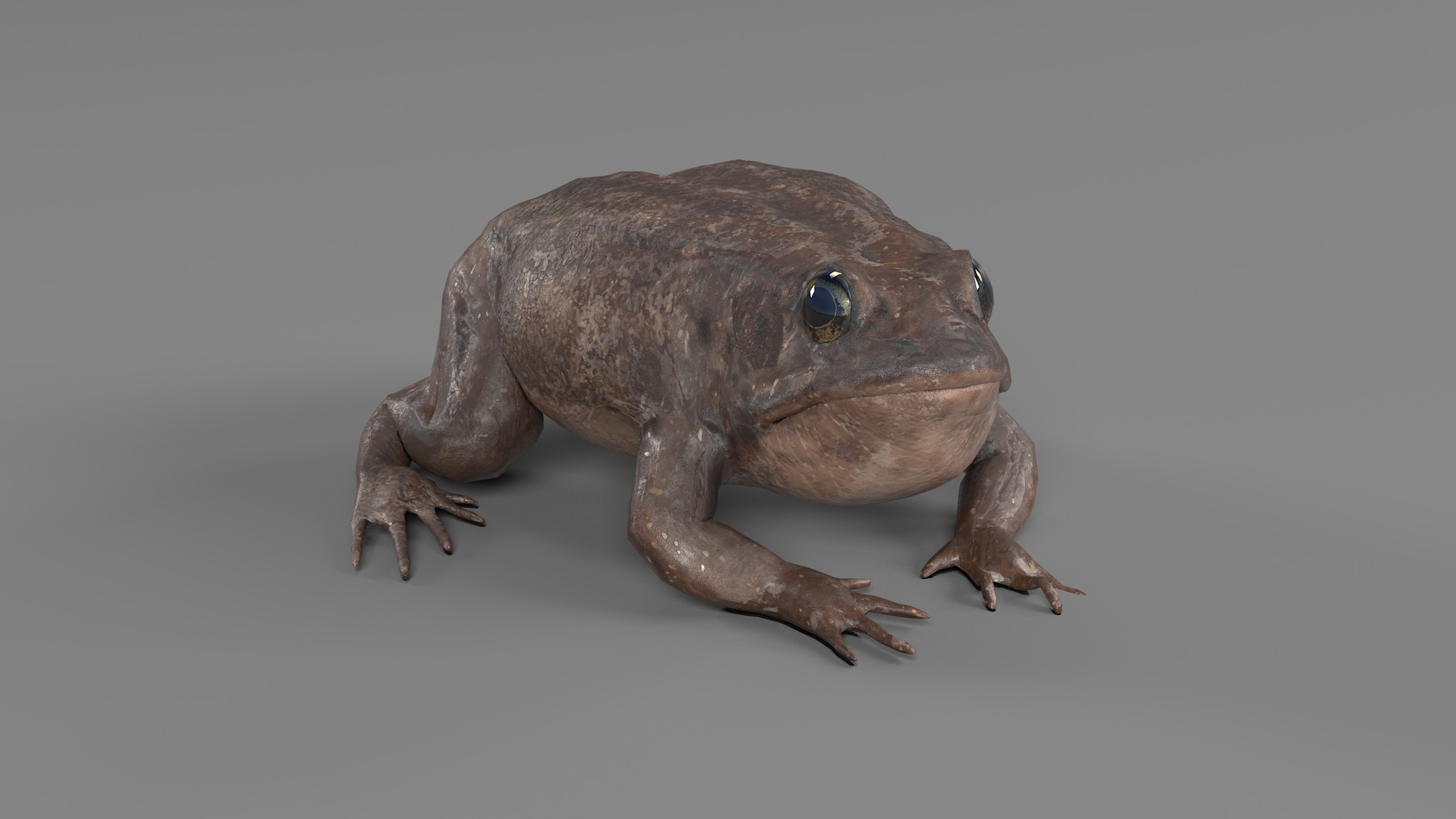 PHOTOREALISTIC GREEN FROG 3D model_31