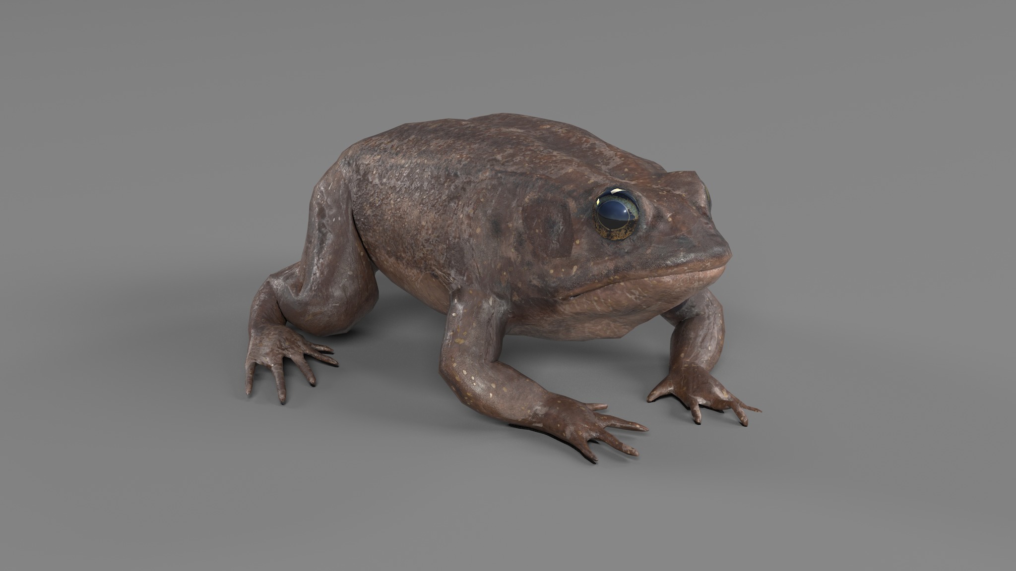 PHOTOREALISTIC GREEN FROG 3D model_85