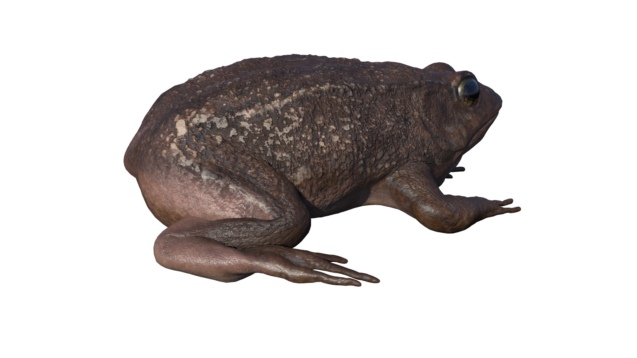 PHOTOREALISTIC GREEN FROG 3D model_23