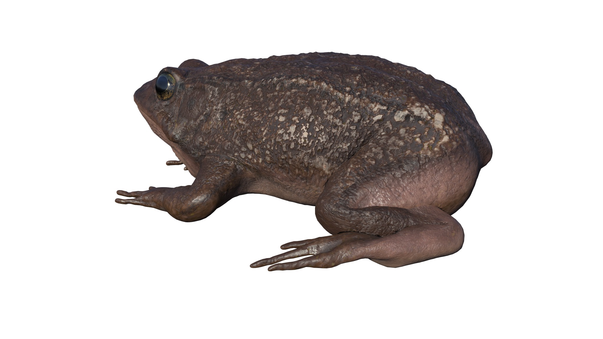 PHOTOREALISTIC GREEN FROG 3D model_8