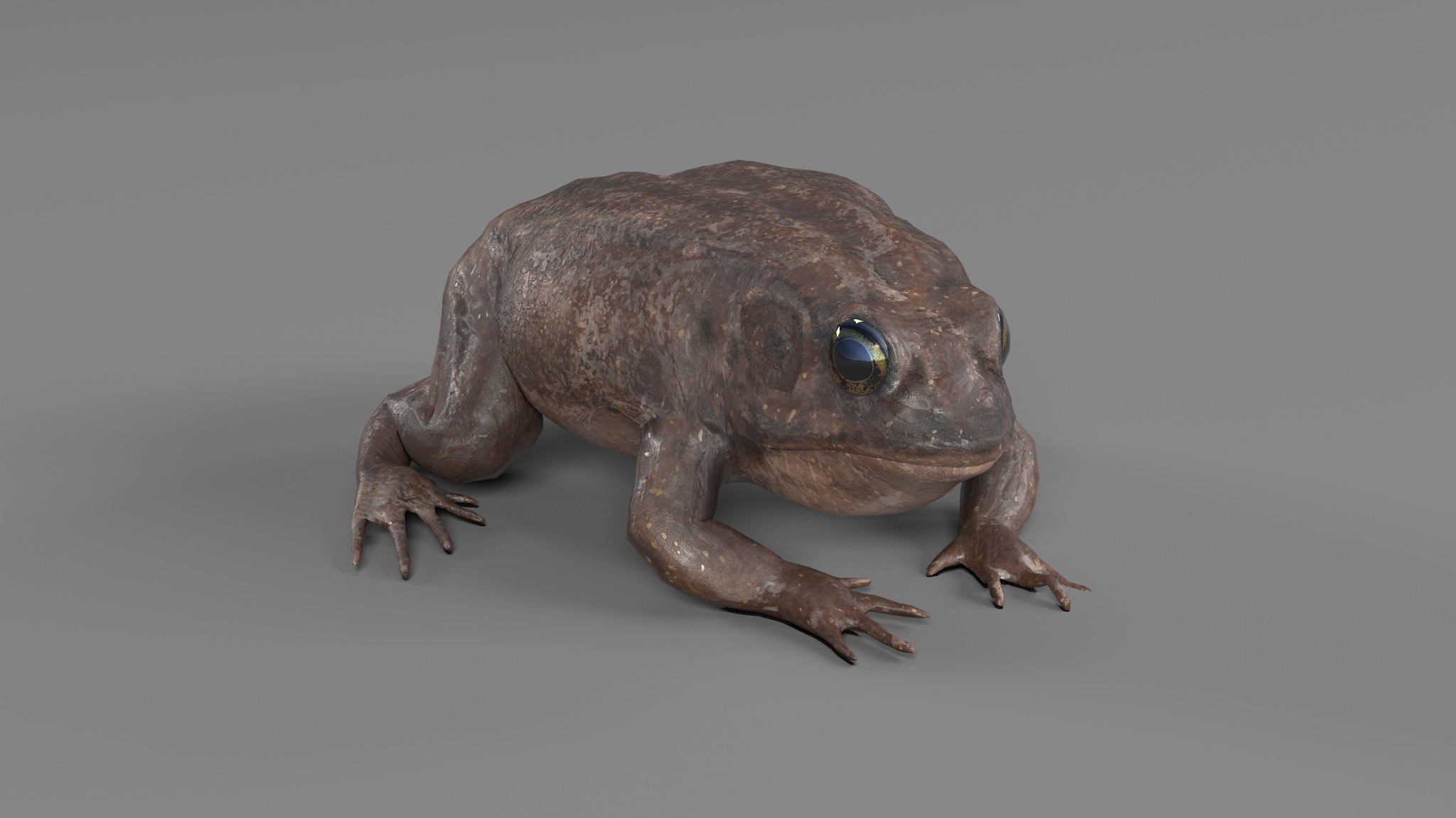 PHOTOREALISTIC GREEN FROG 3D model_73