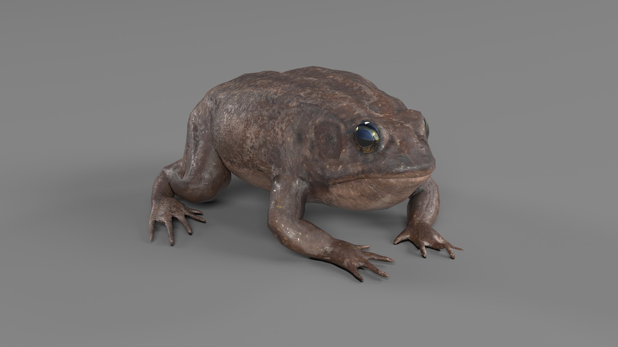 PHOTOREALISTIC GREEN FROG 3D model_77