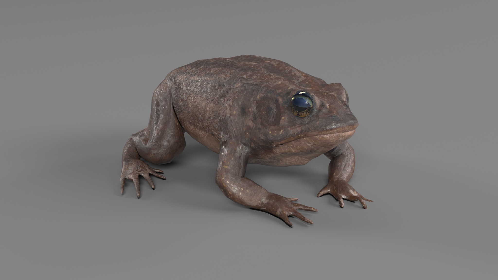 PHOTOREALISTIC GREEN FROG 3D model_60