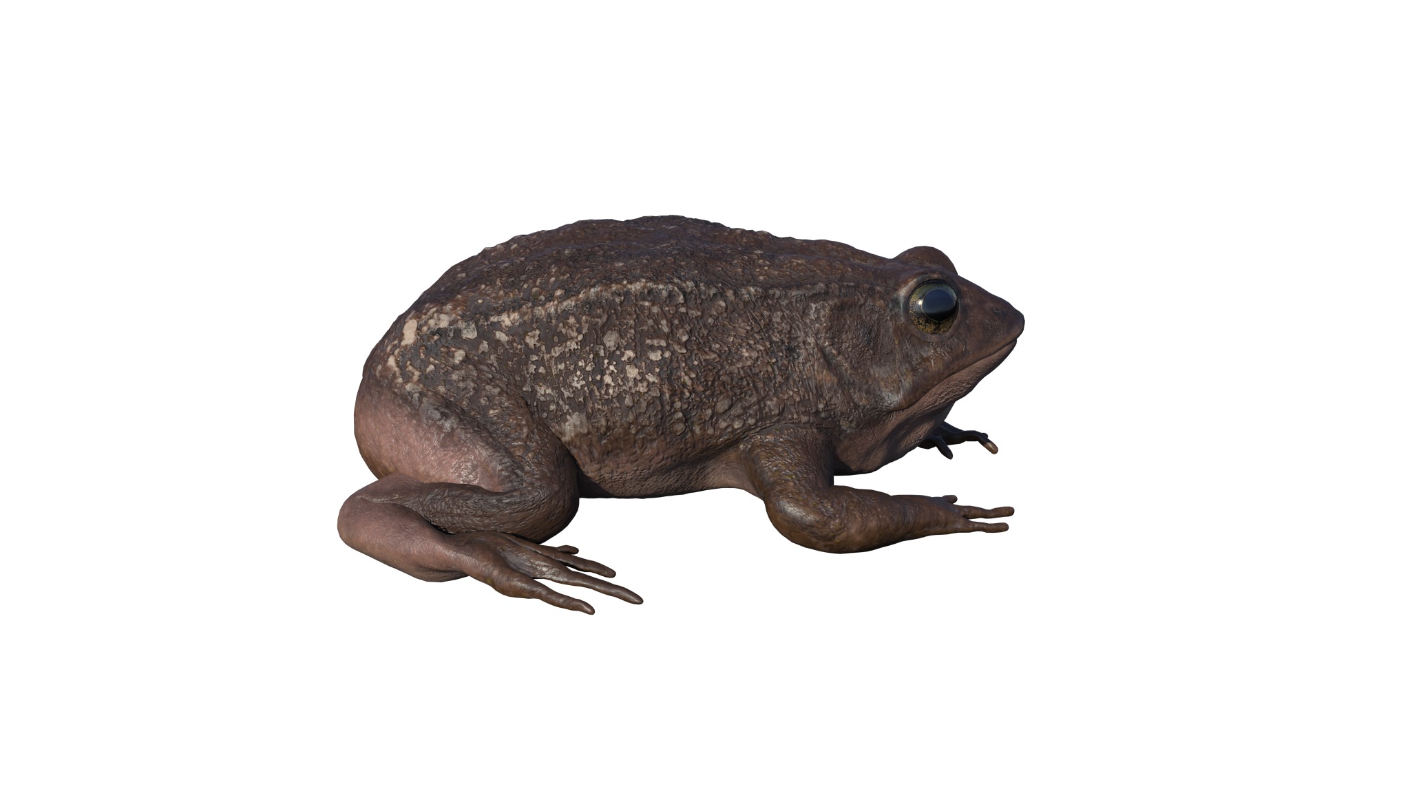 PHOTOREALISTIC GREEN FROG 3D model_13