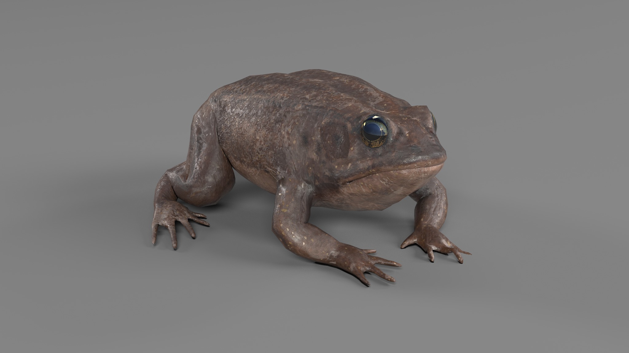 PHOTOREALISTIC GREEN FROG 3D model_71
