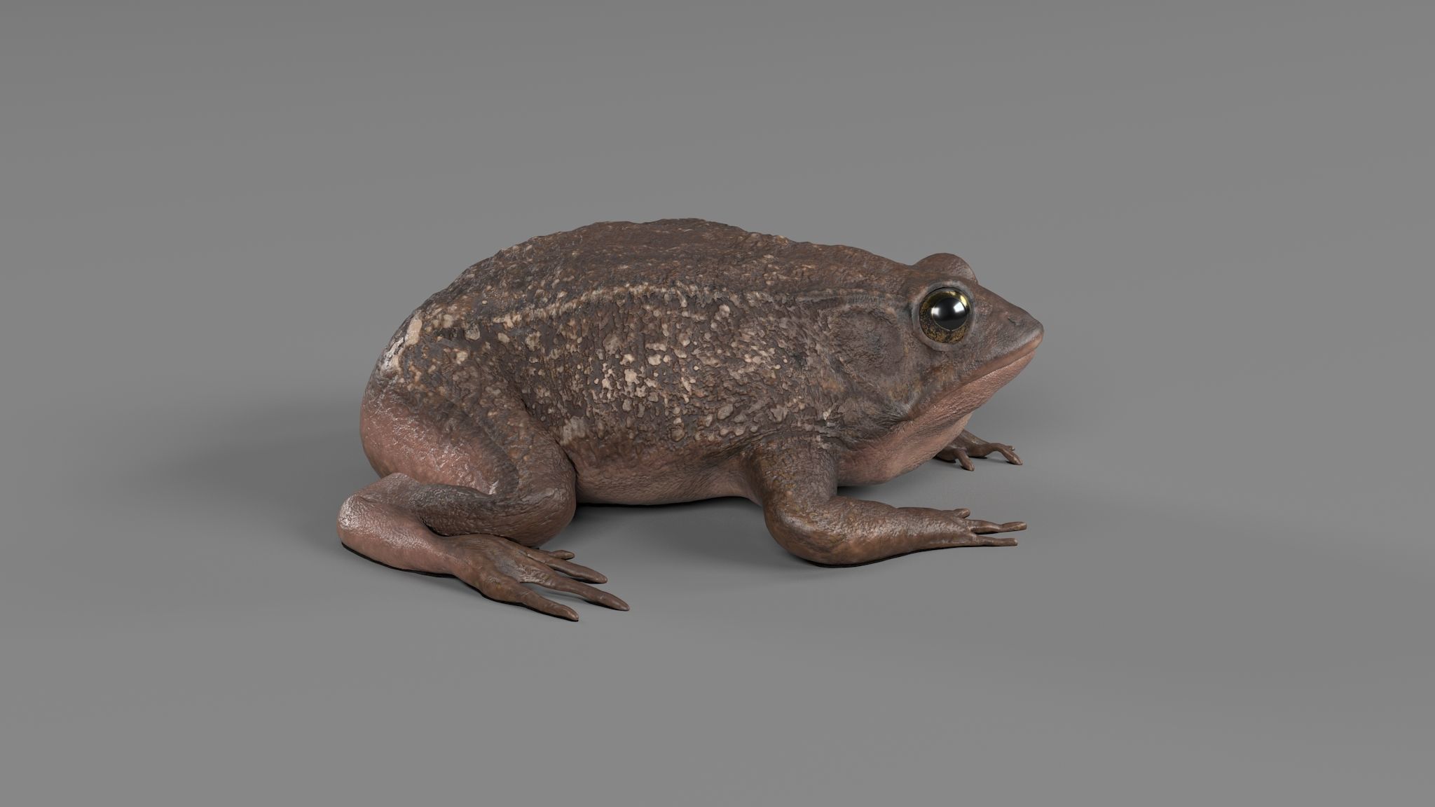 PHOTOREALISTIC GREEN FROG 3D model_16