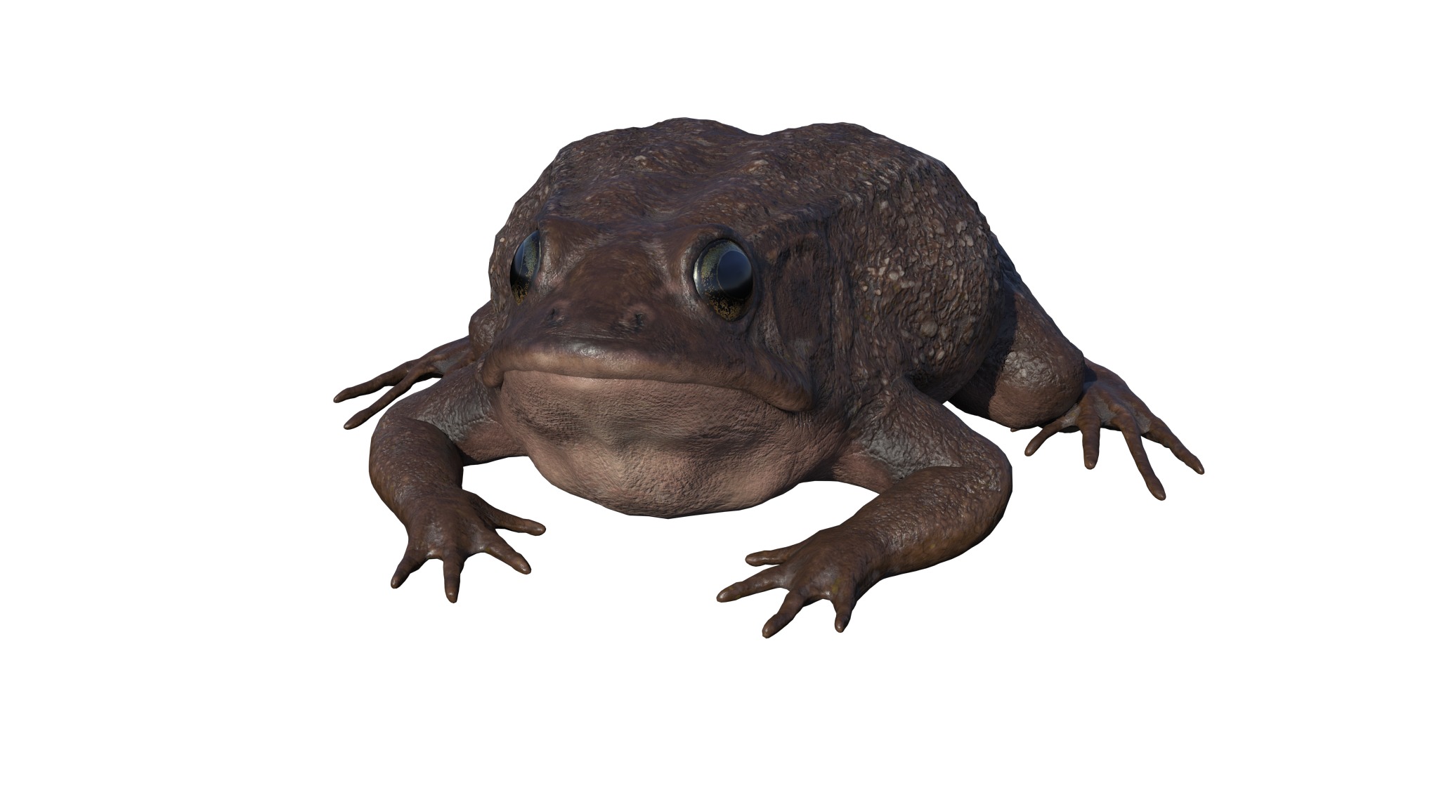 PHOTOREALISTIC GREEN FROG 3D model_10