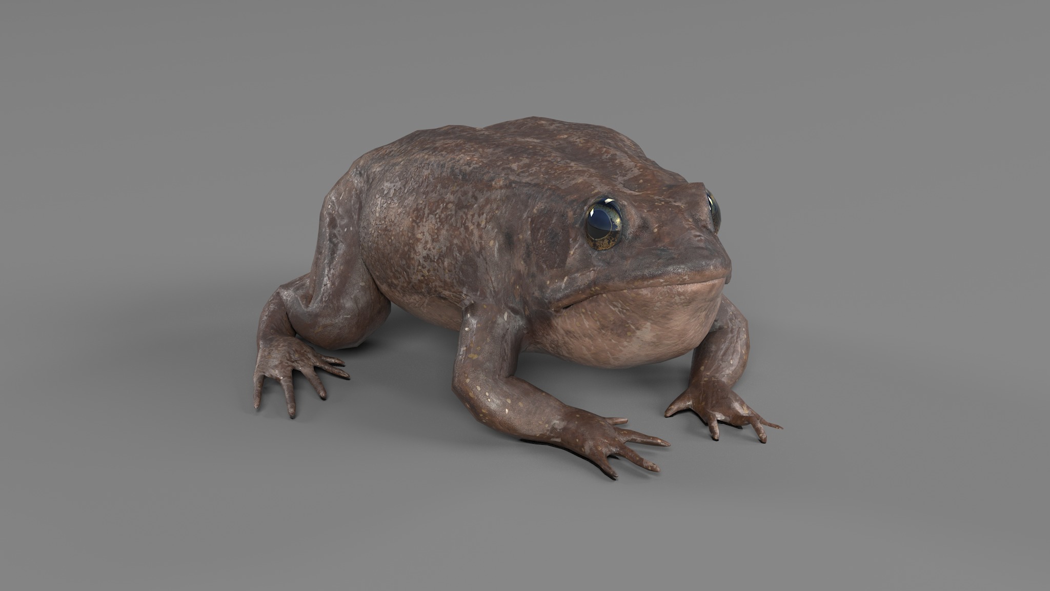 PHOTOREALISTIC GREEN FROG 3D model_37