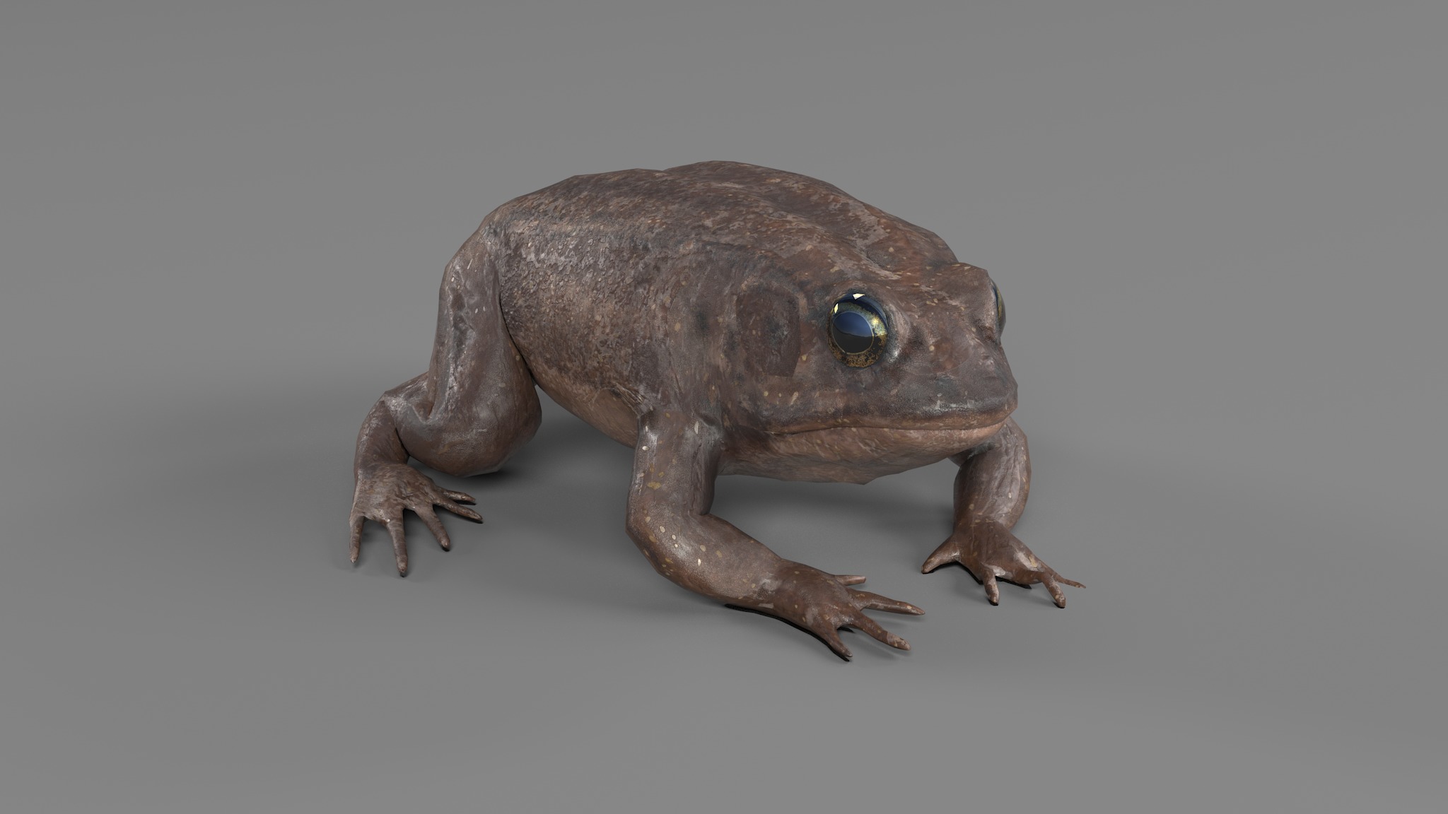 PHOTOREALISTIC GREEN FROG 3D model_88