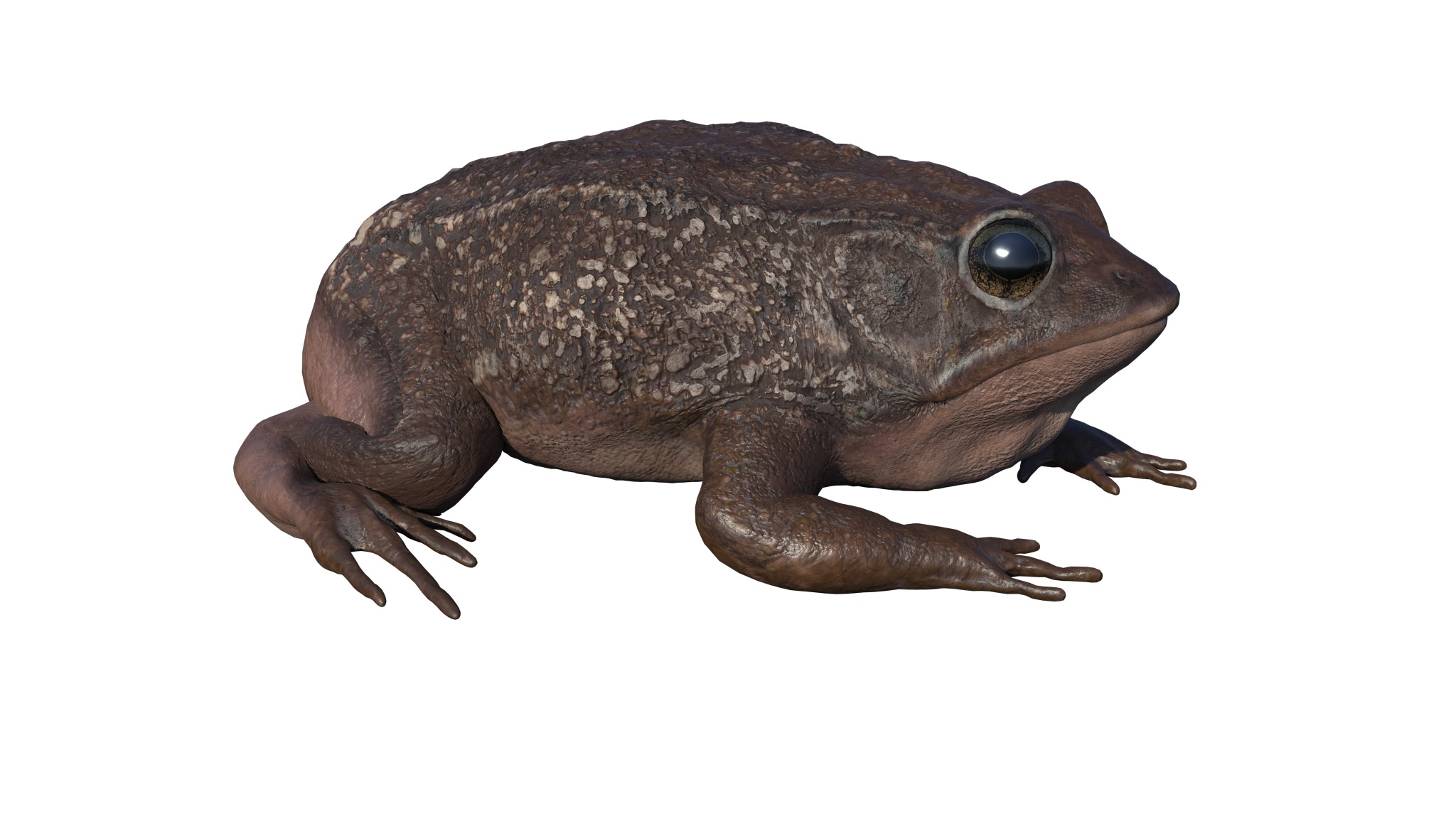 PHOTOREALISTIC GREEN FROG 3D model_25