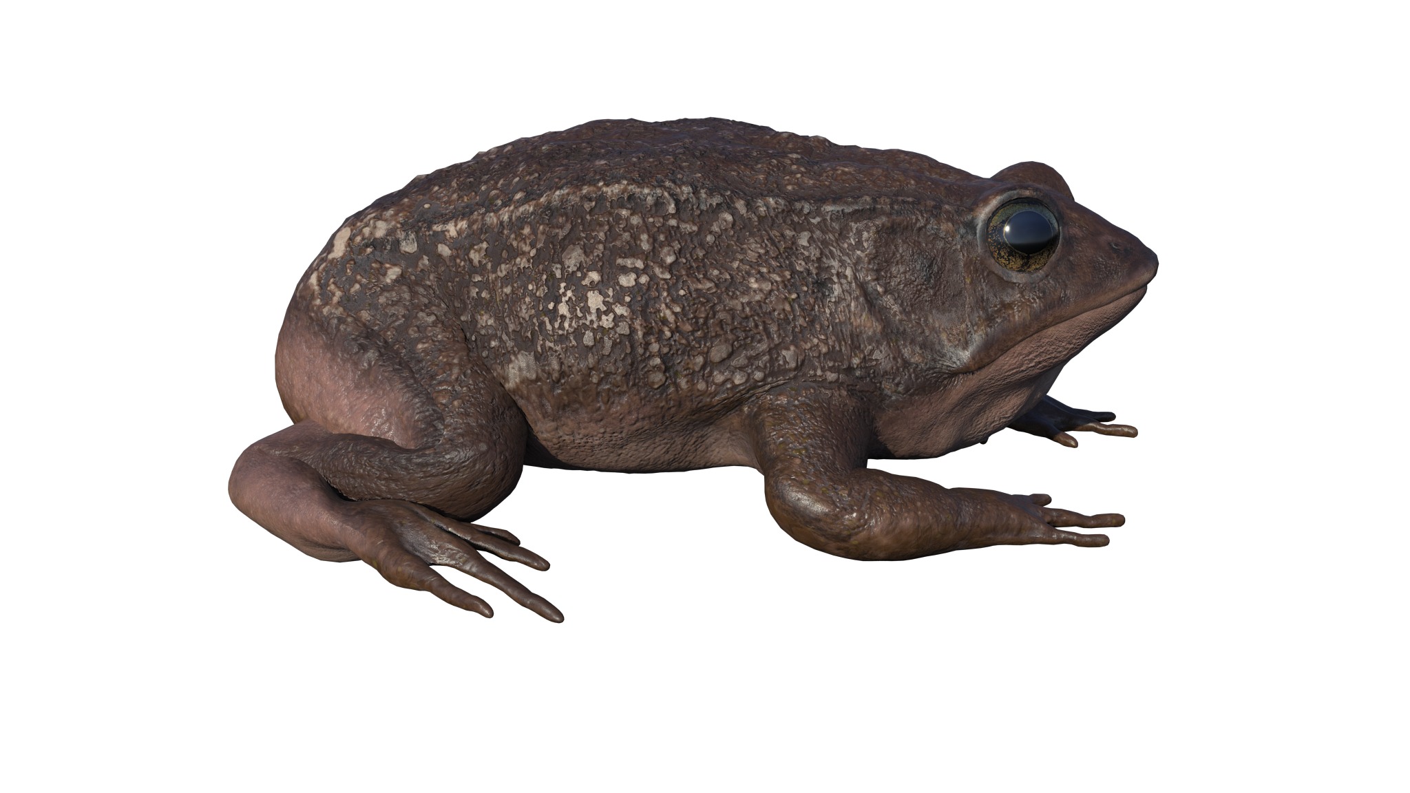 PHOTOREALISTIC GREEN FROG 3D model_20