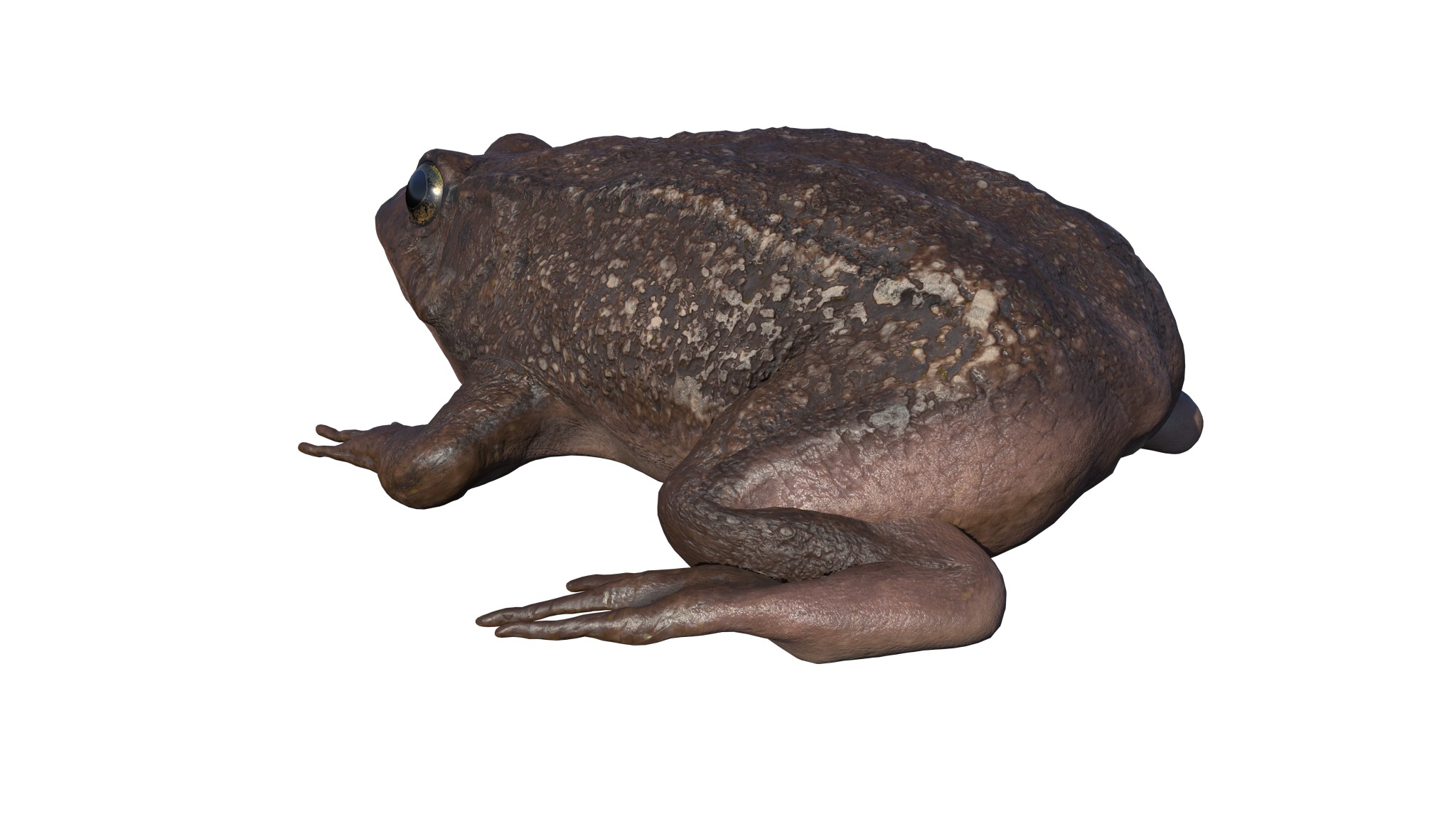 PHOTOREALISTIC GREEN FROG 3D model_18