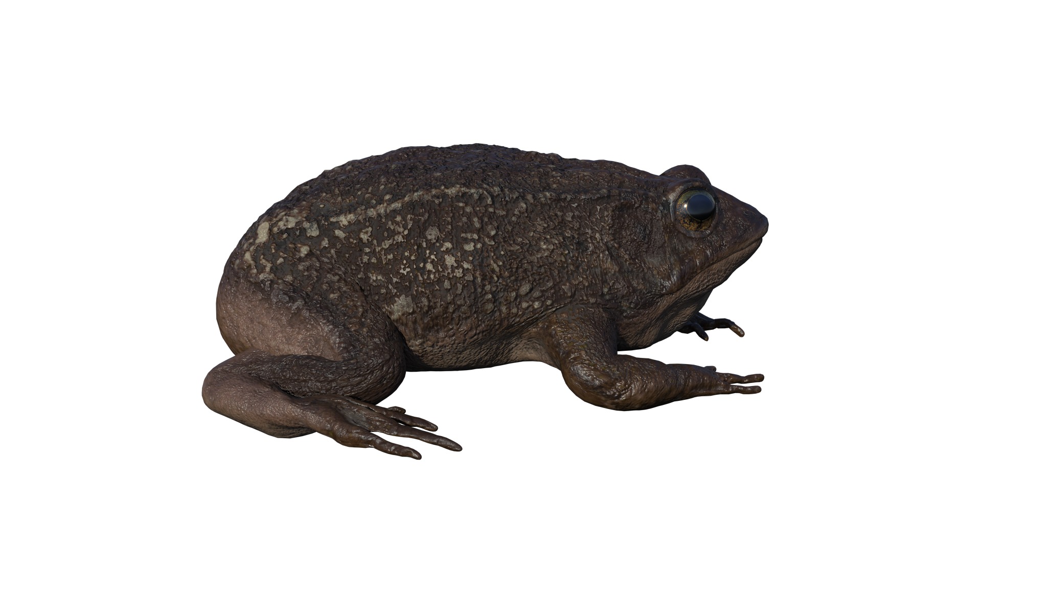PHOTOREALISTIC GREEN FROG 3D model_4